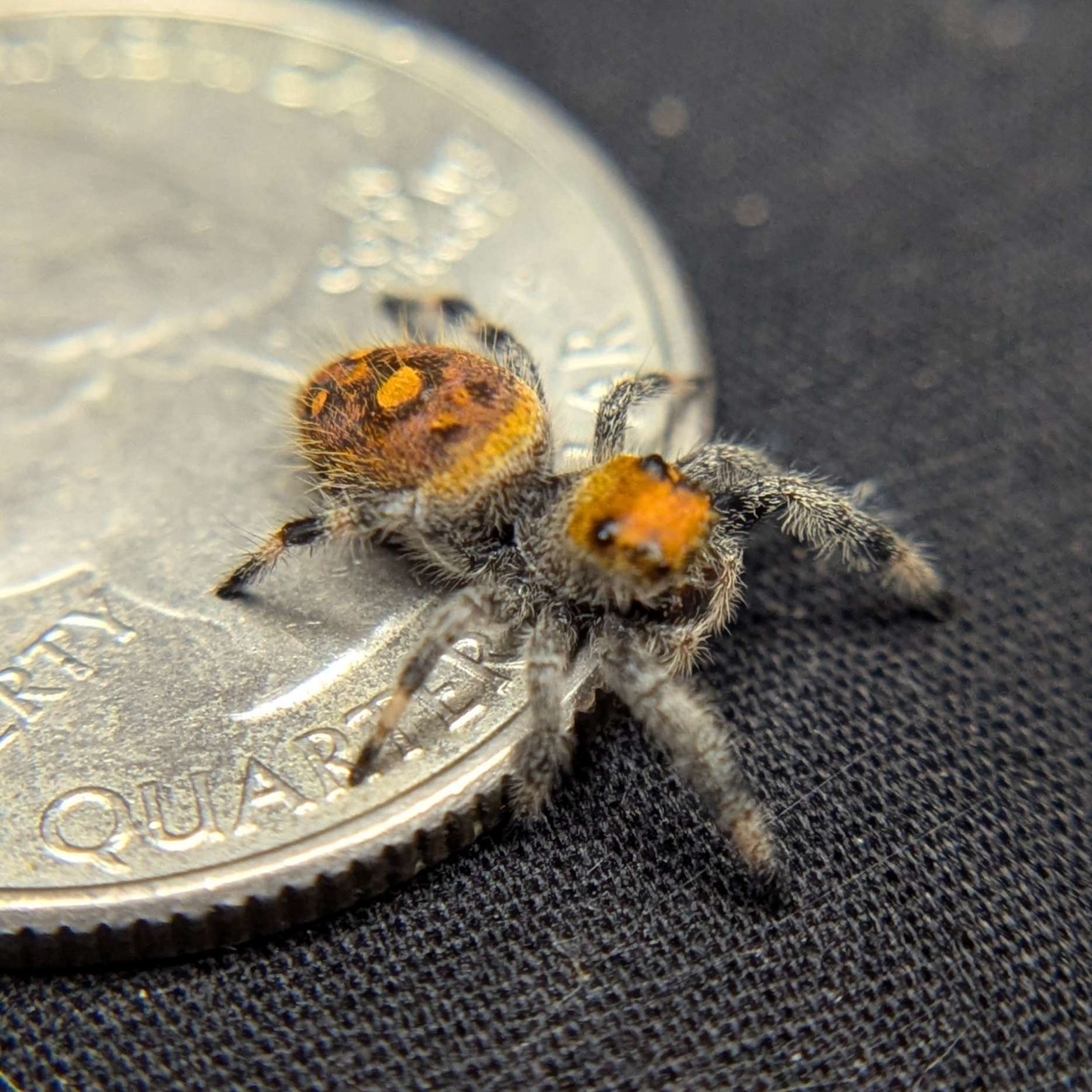 Regal Jumping Spider “Candied Yams”
