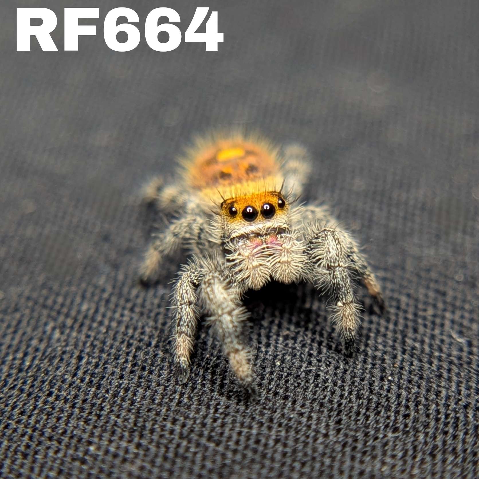 Regal Jumping Spider “Candied Yams”
