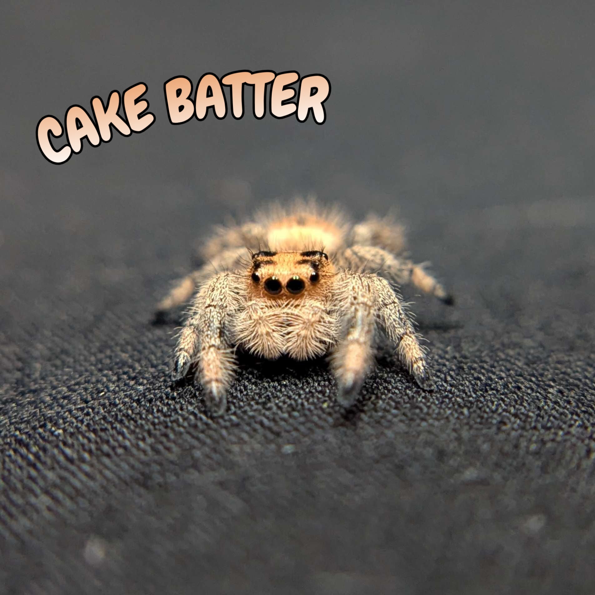 Regal Jumping Spider “Cake Batter”