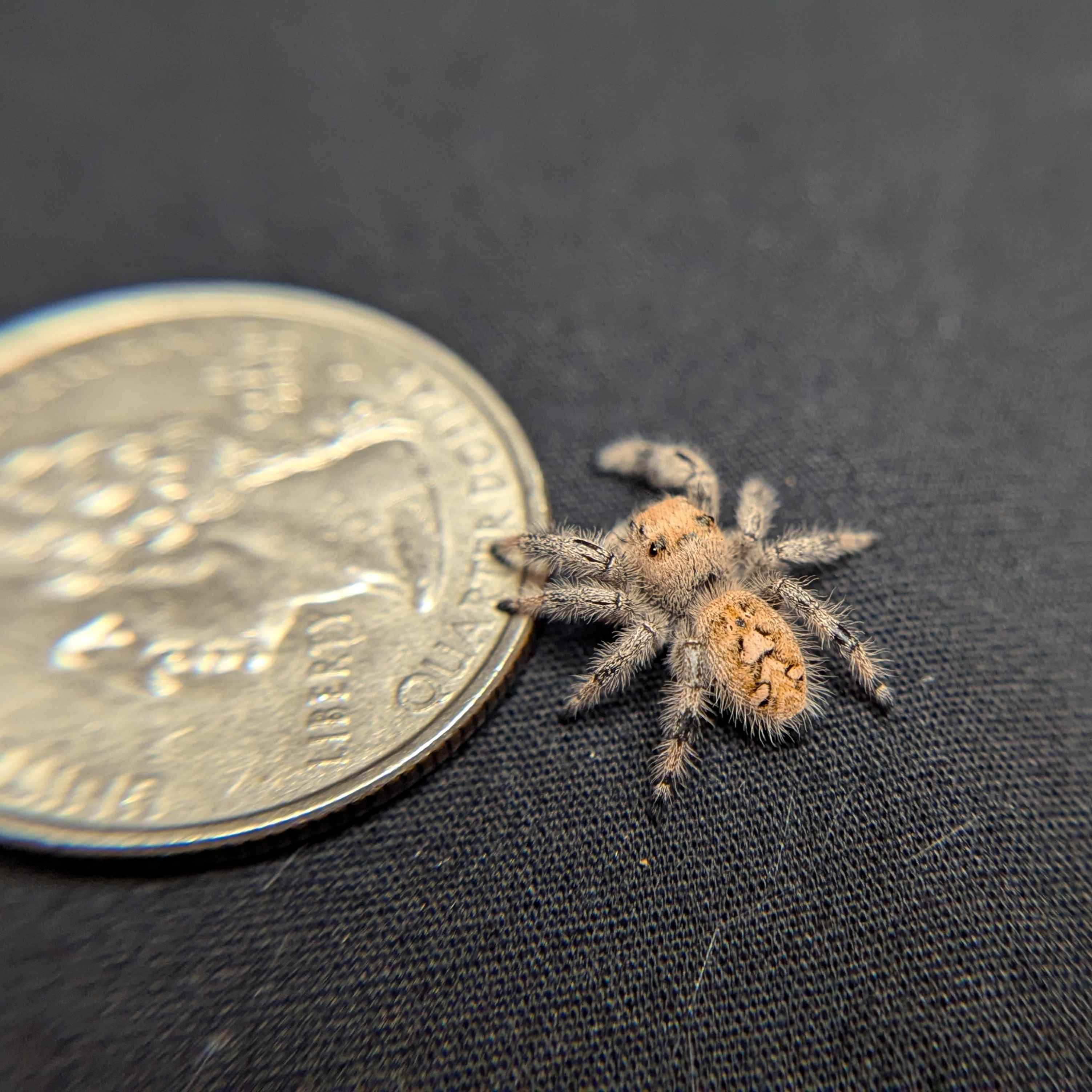 Regal Jumping Spider "Goldilocks"