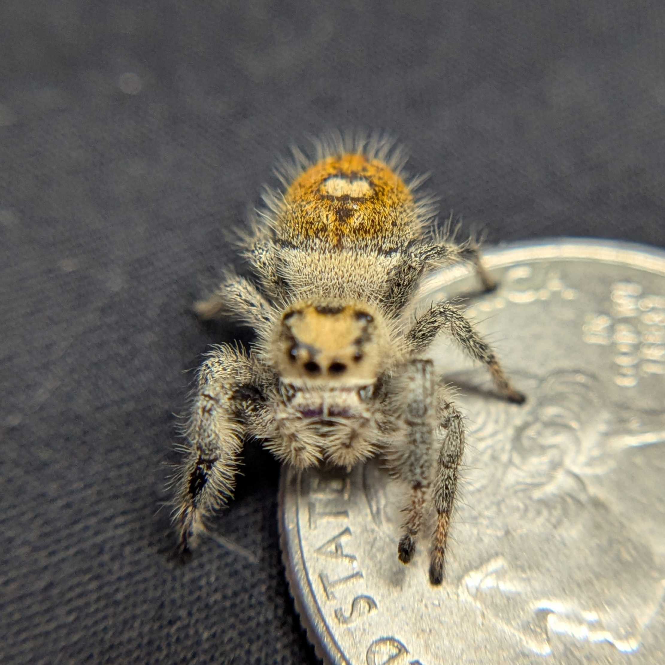 Regal Jumping Spider “Shortbread”