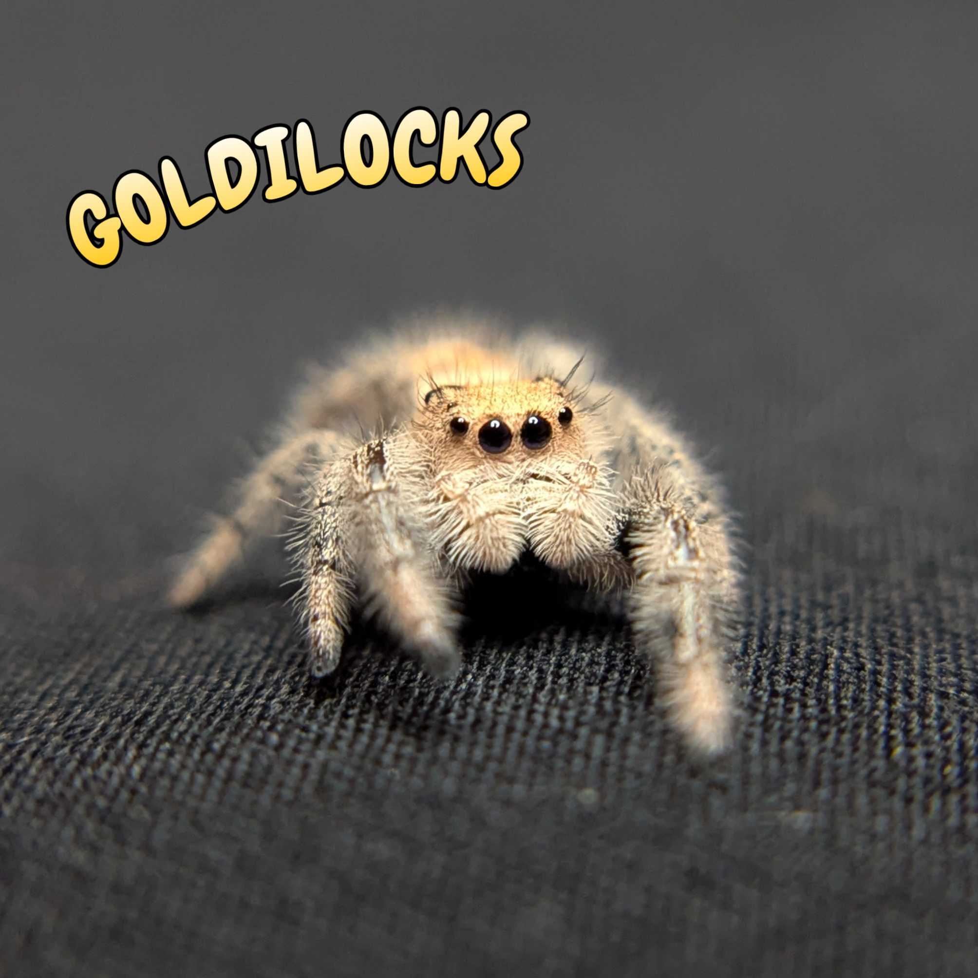 Regal Jumping Spider "Goldilocks"