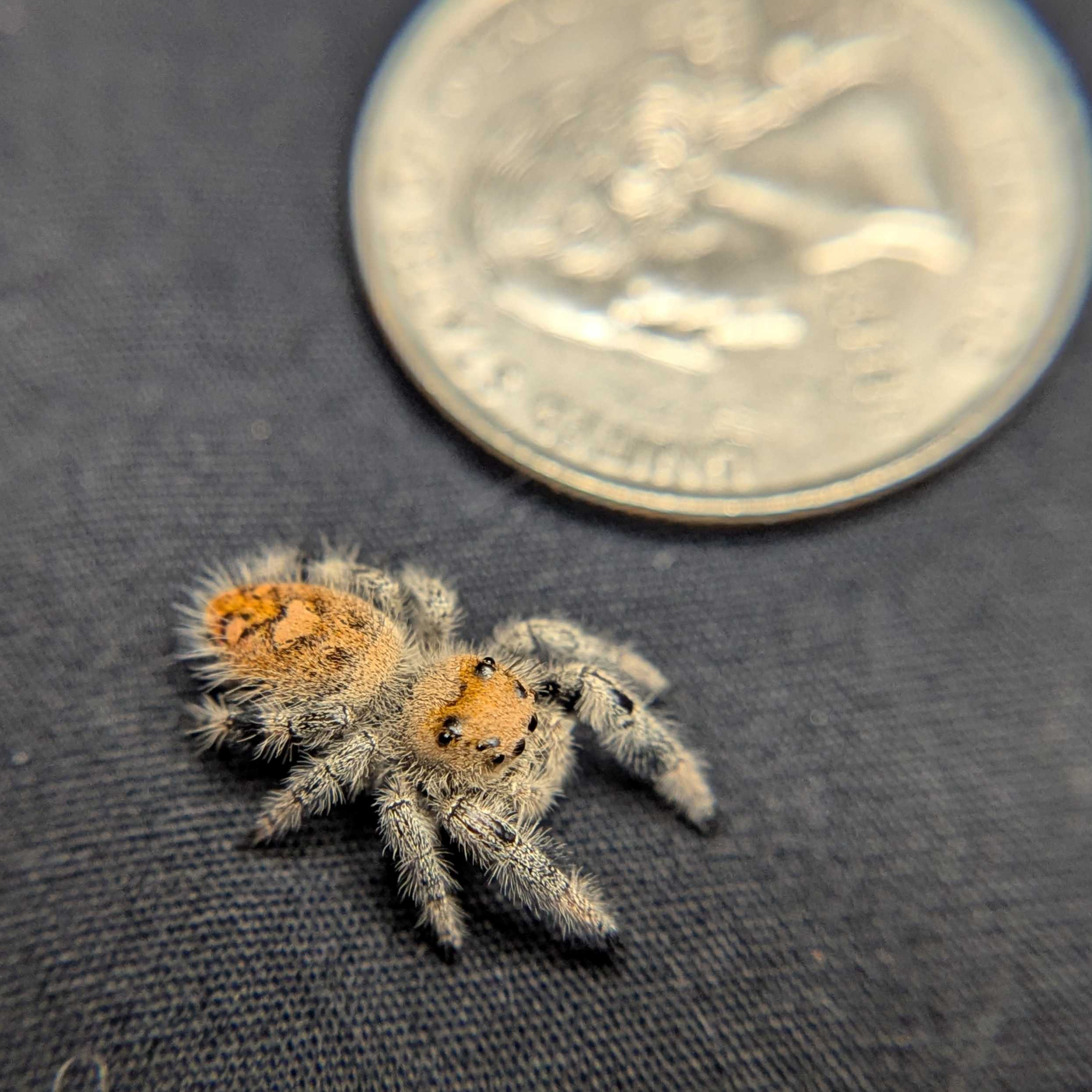 Regal Jumping Spider “Spongecake”
