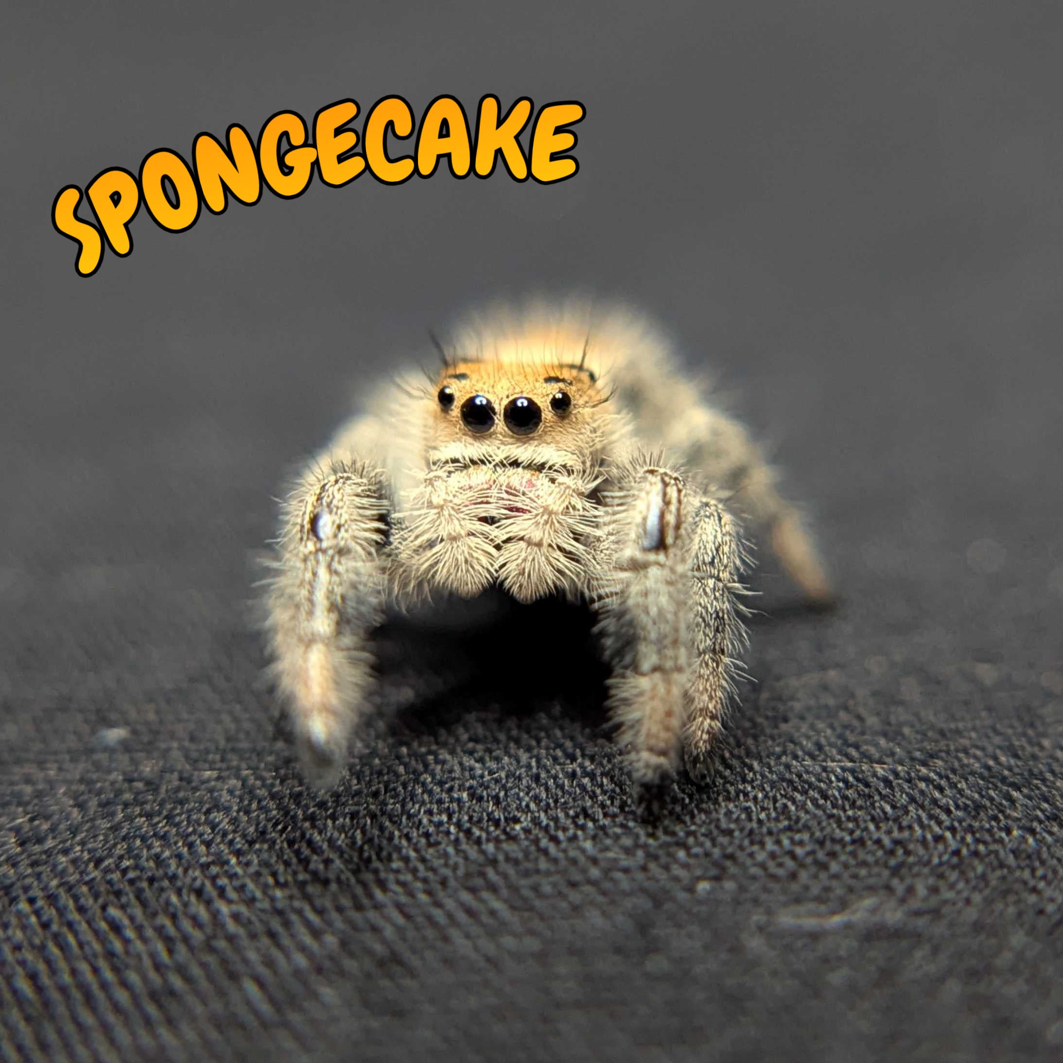 Regal Jumping Spider “Spongecake”