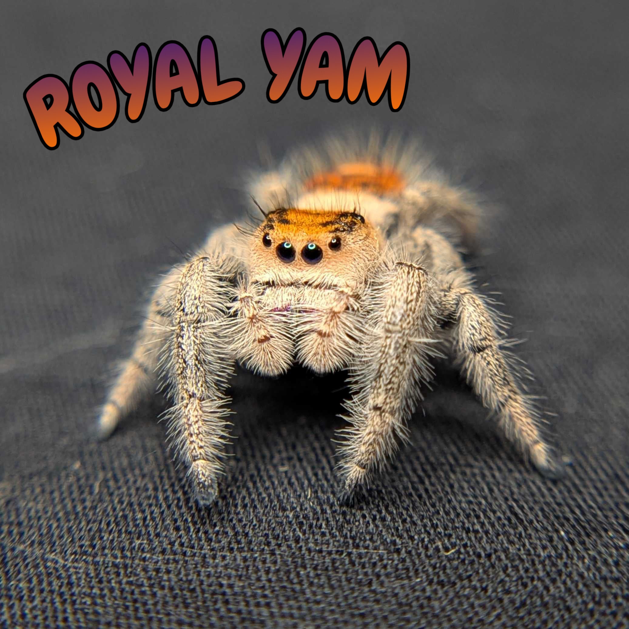 Regal Jumping Spider “Royal Yam”