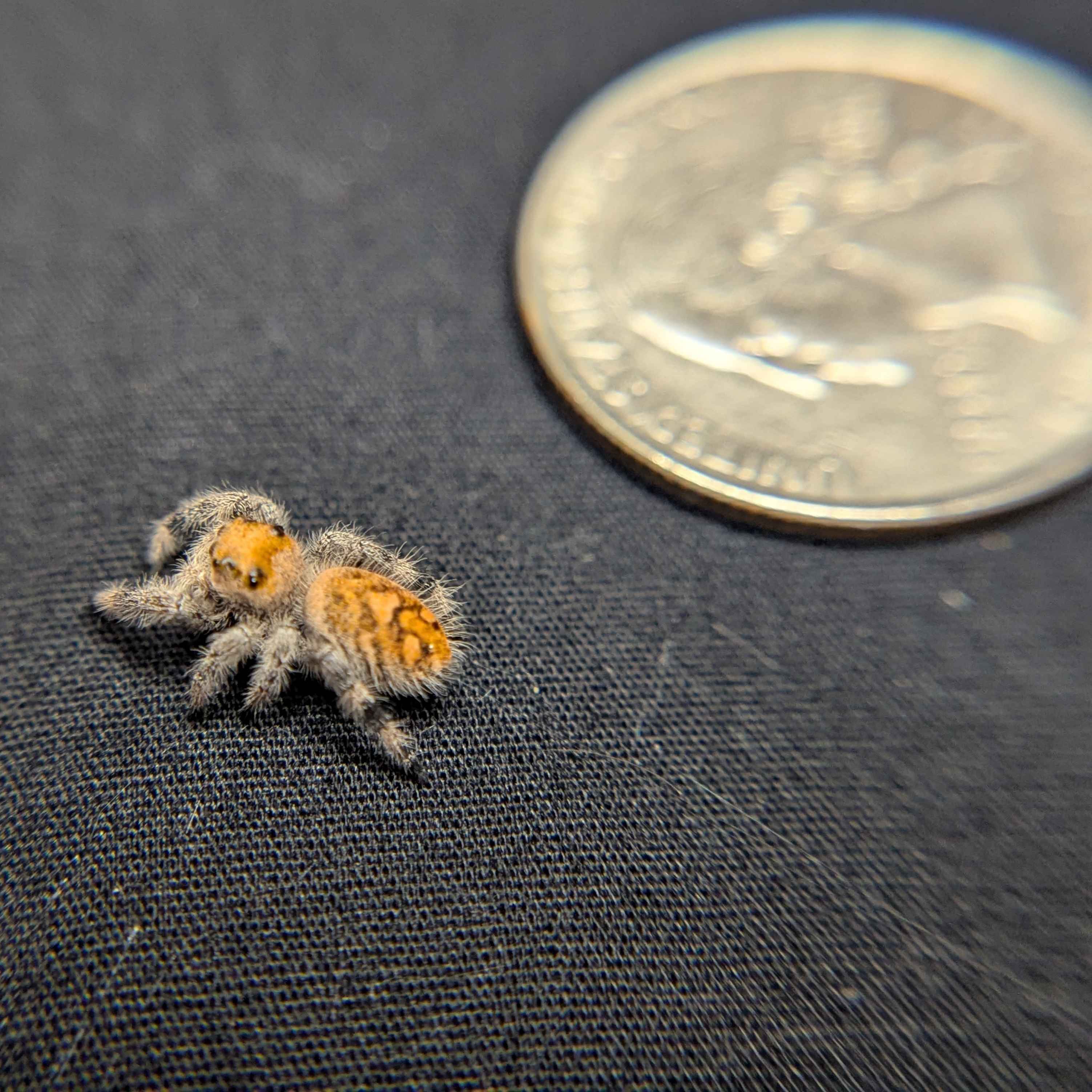 Regal Jumping Spider "Golden"
