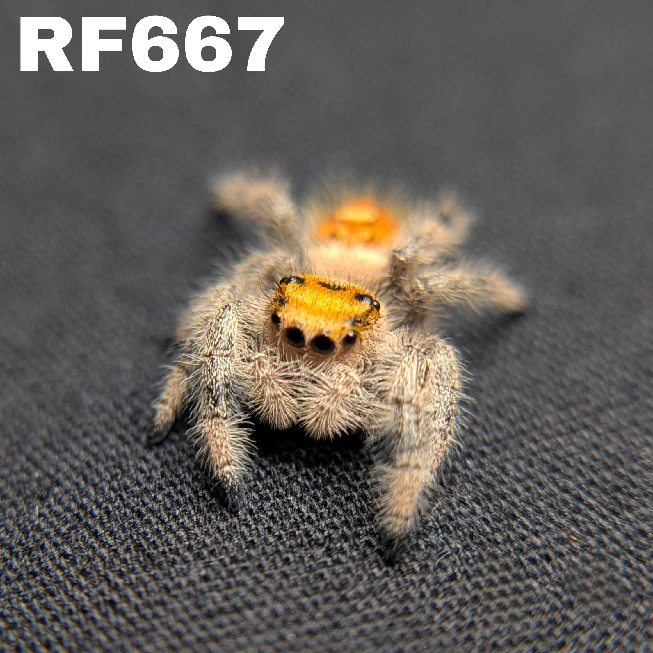 Regal Jumping Spider “Gooseberry”