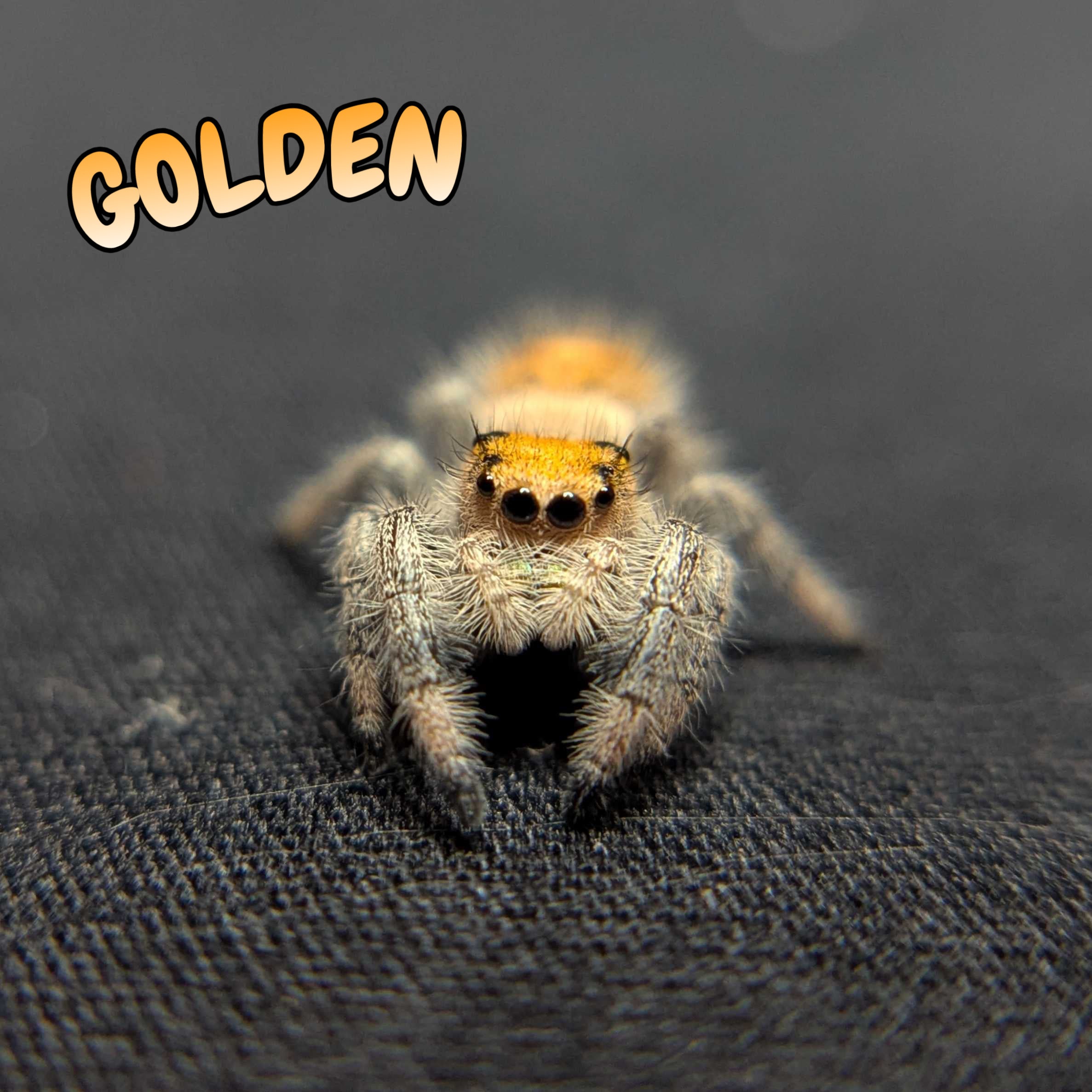 Regal Jumping Spider "Golden"