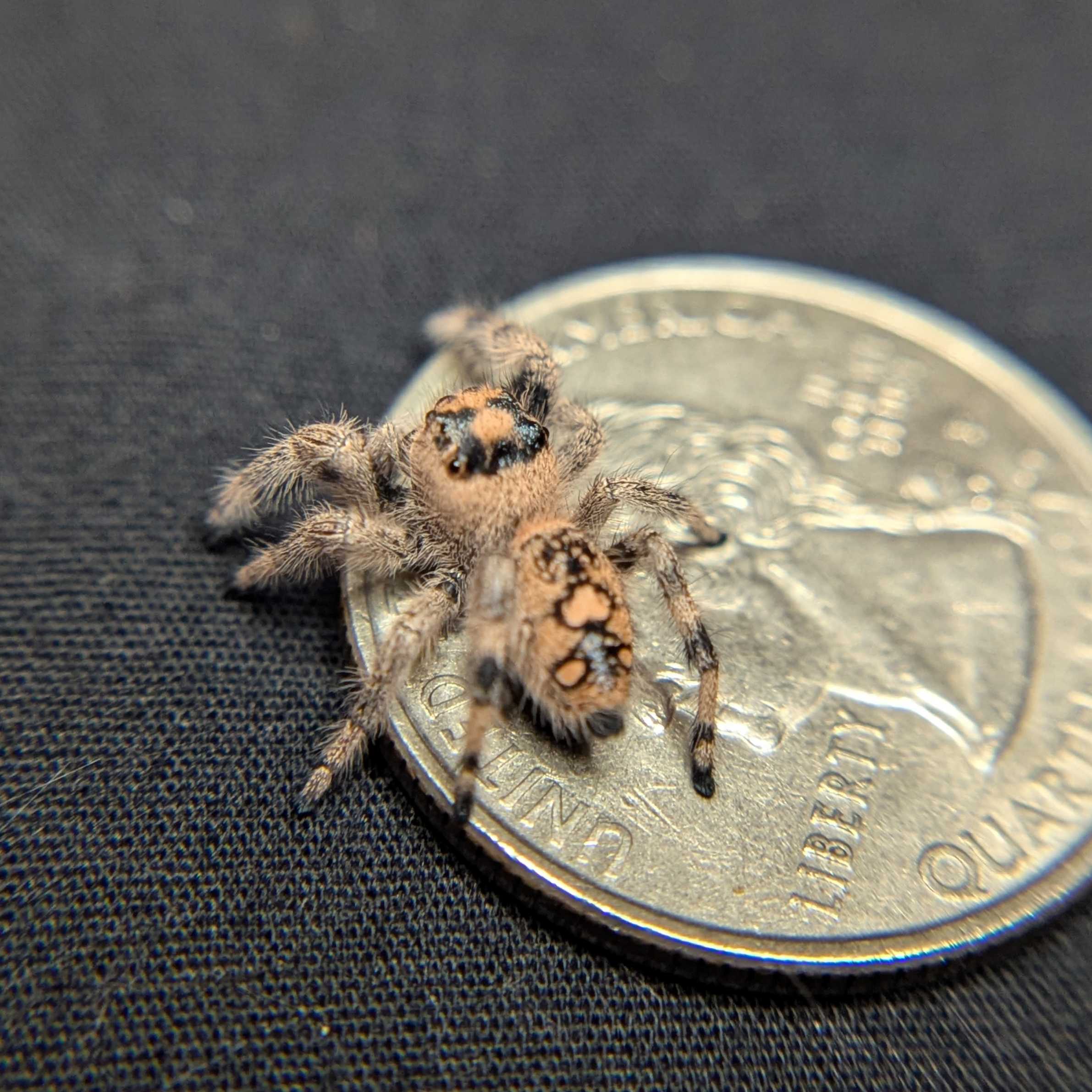 Regal Jumping Spider “Aurora”