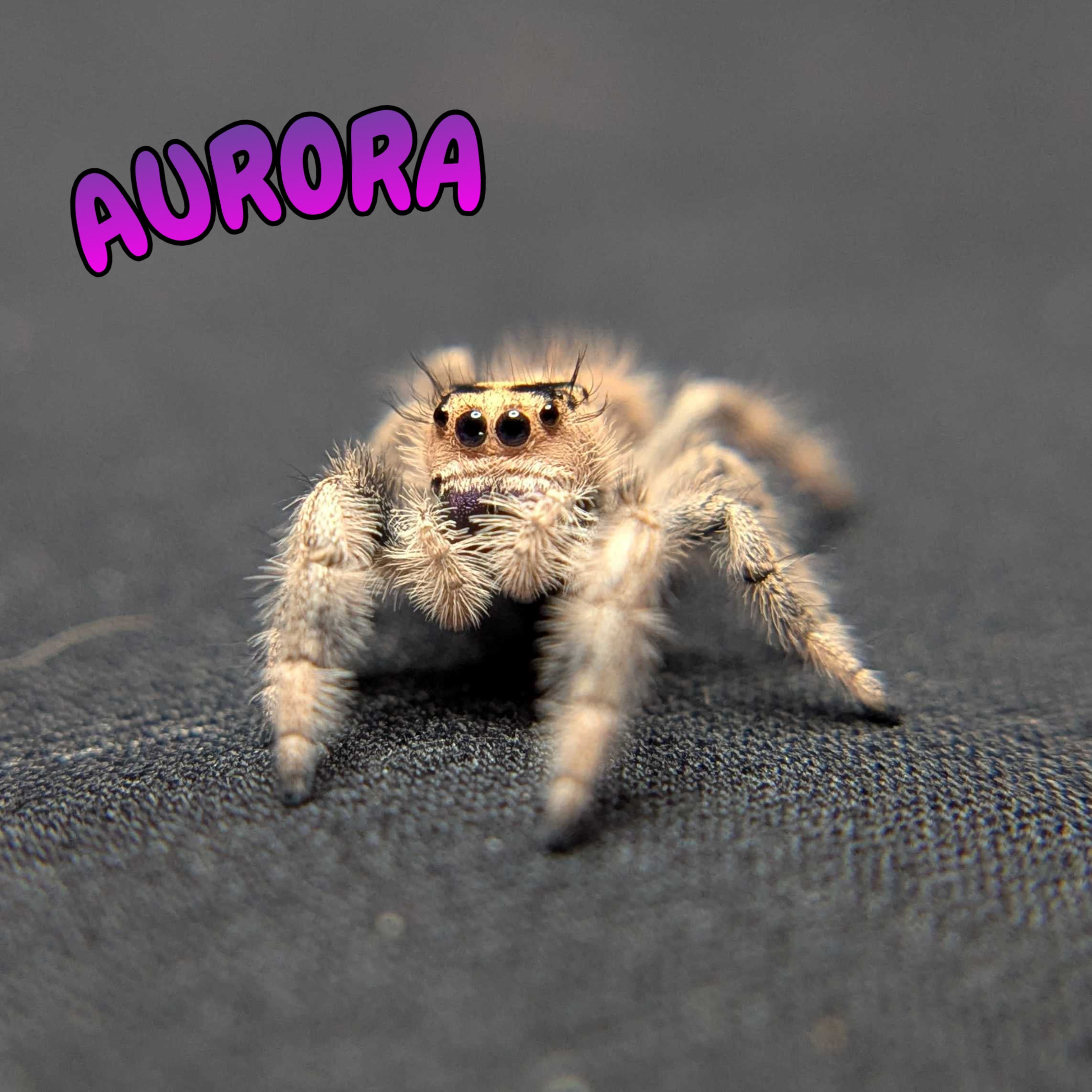 Regal Jumping Spider “Aurora”