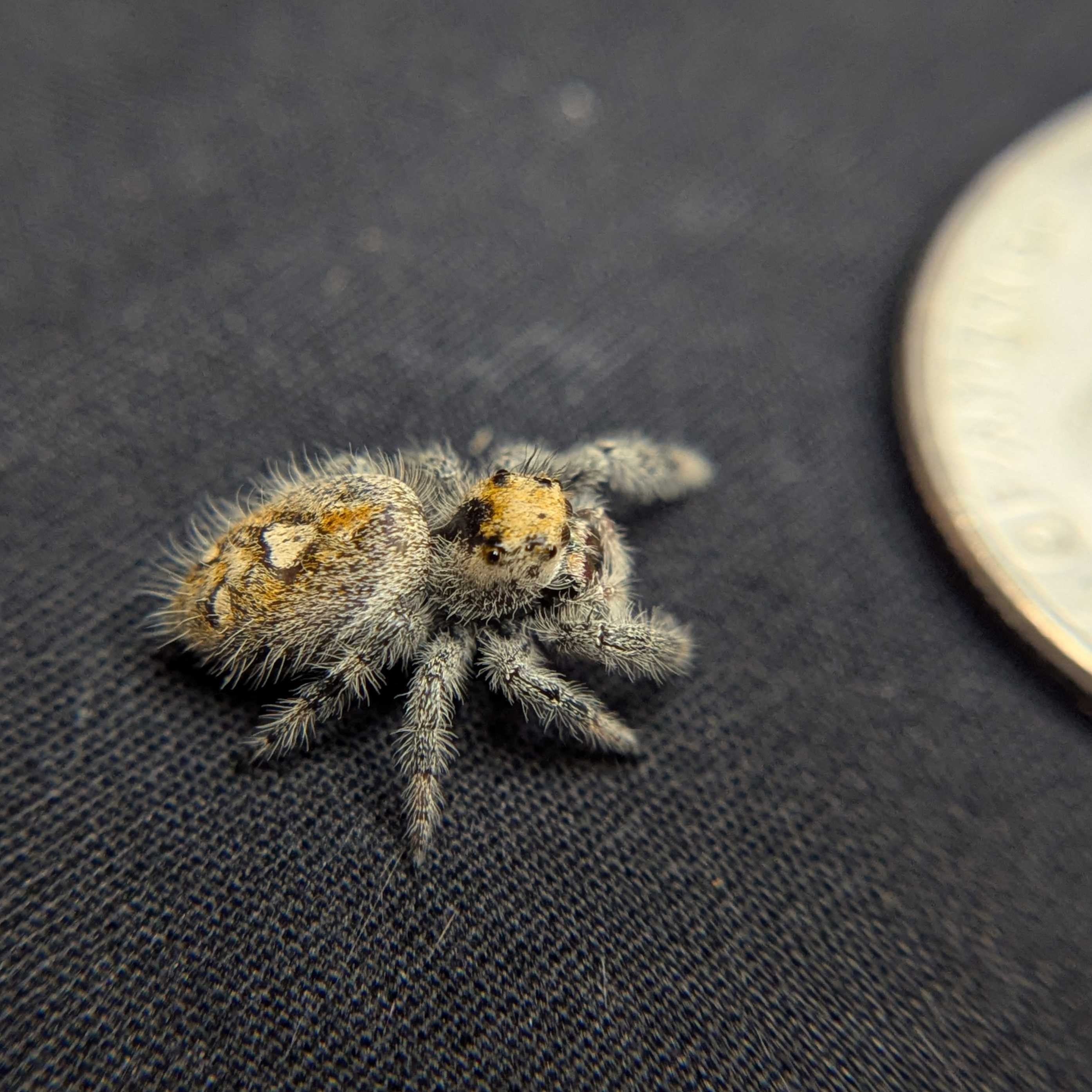 Regal Jumping Spider “Butterscotch”
