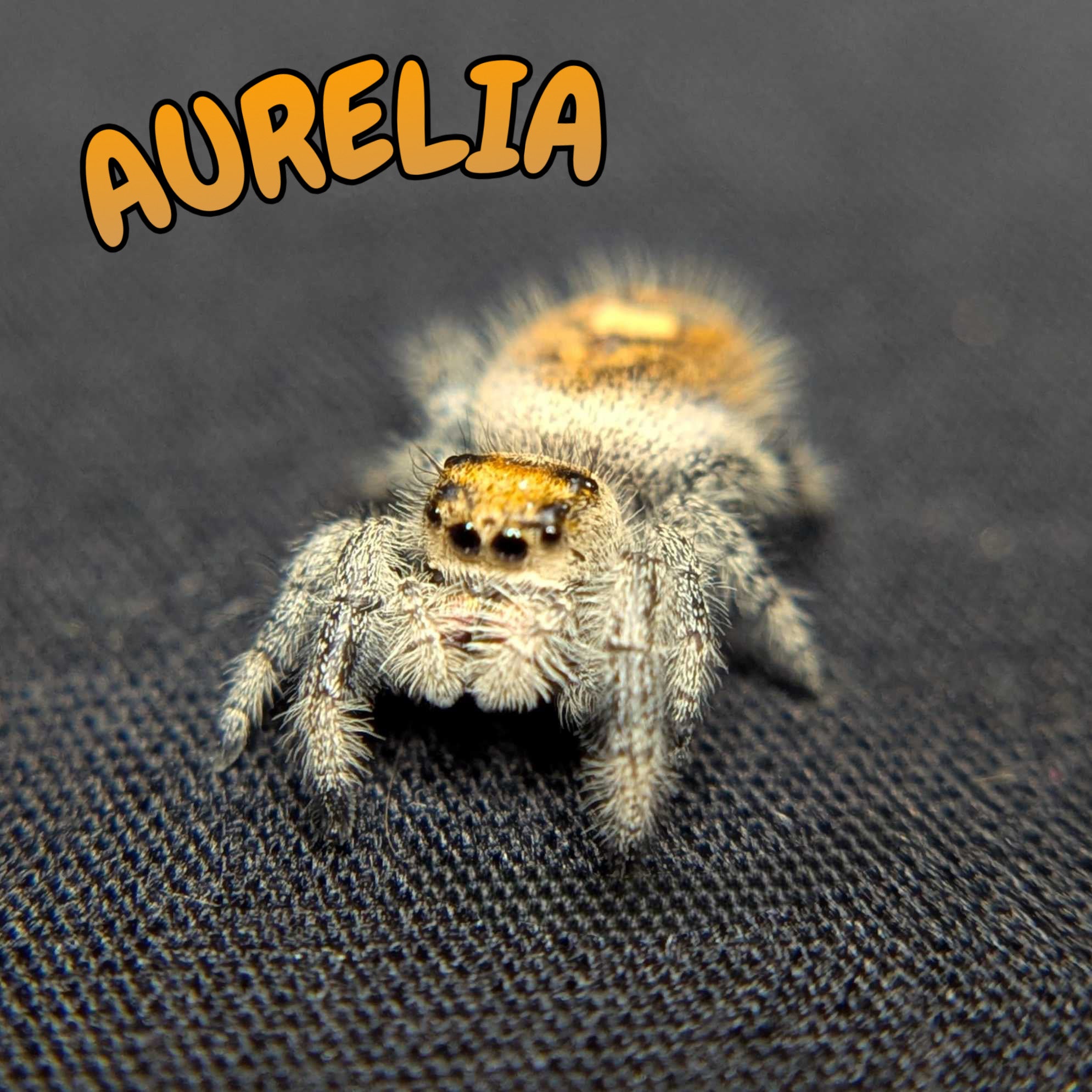 Regal Jumping Spider “Aurelia”
