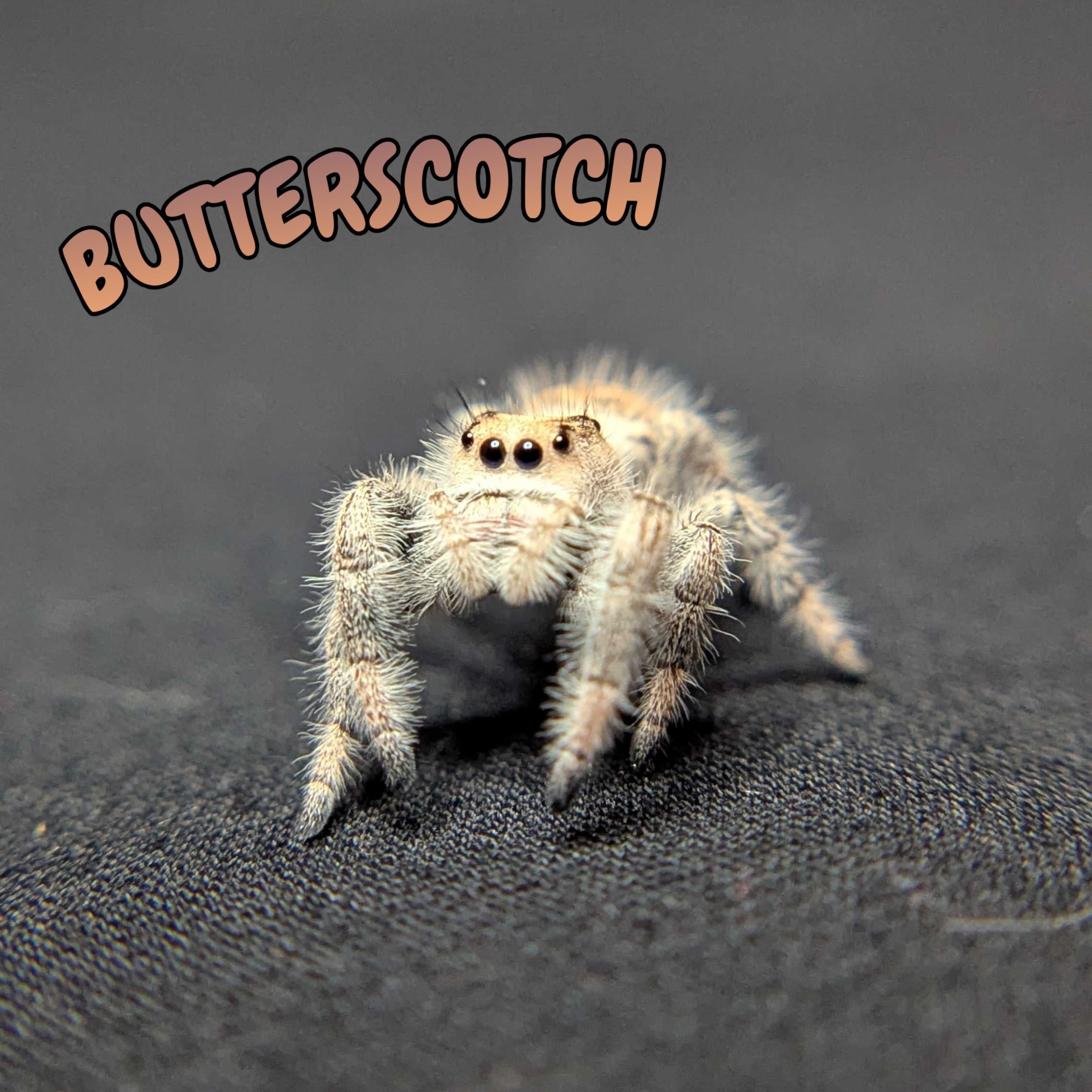 Regal Jumping Spider “Butterscotch”