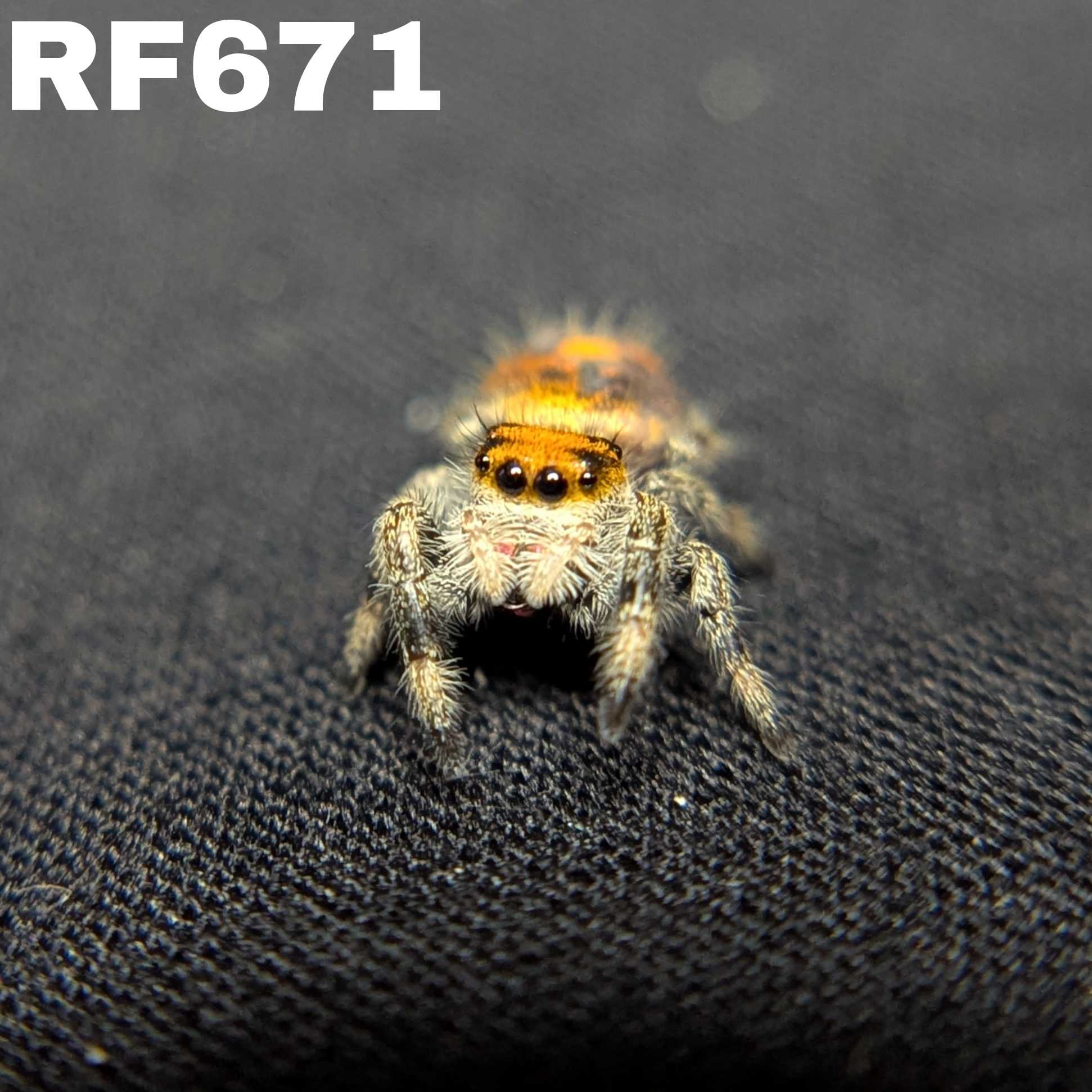 Regal Jumping Spider “Solara”