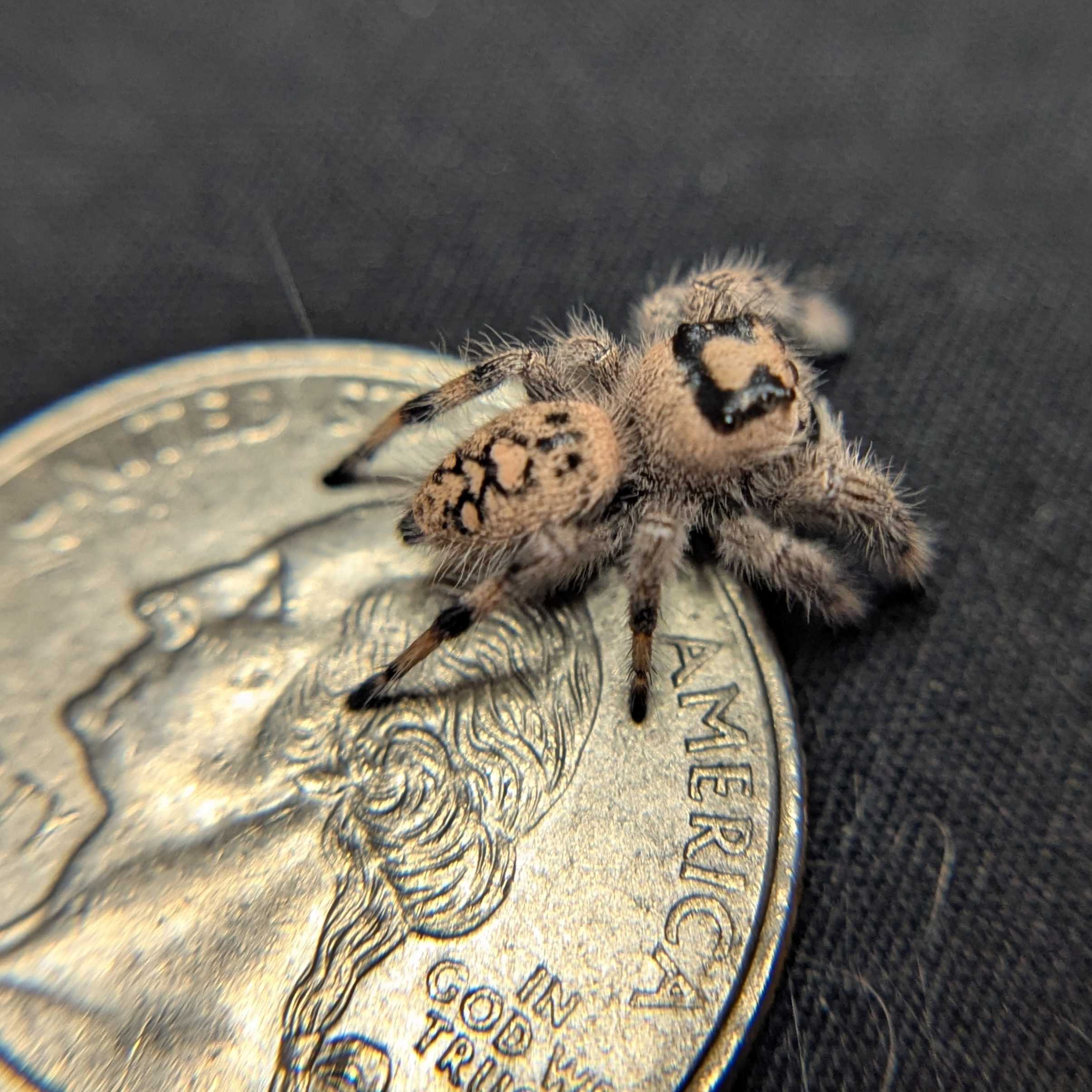 Regal Jumping Spider "Jupiter"