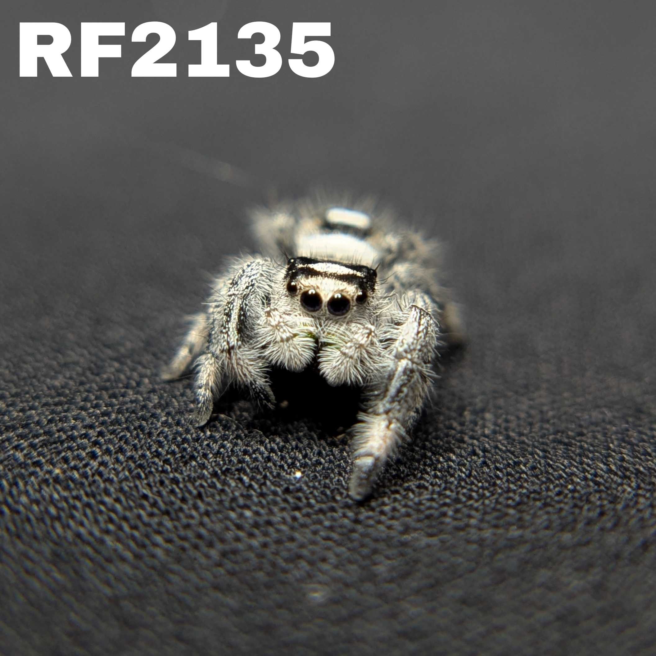Regal Jumping Spider “Blizzard” (High White)