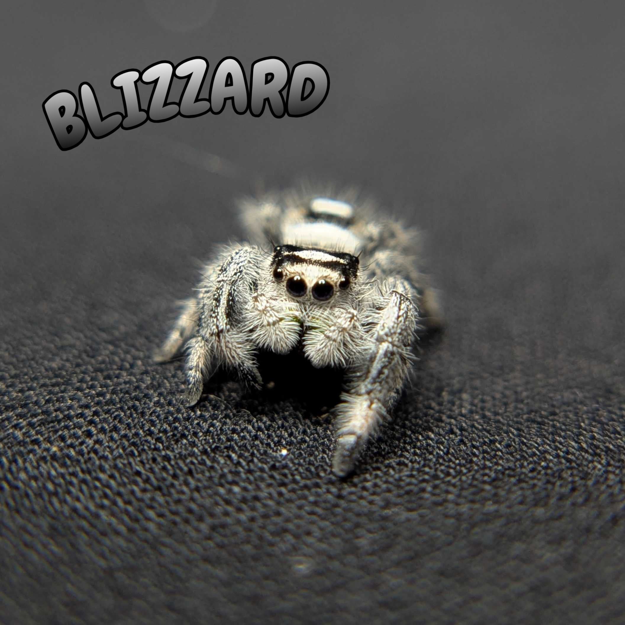 Regal Jumping Spider “Blizzard” (High White)
