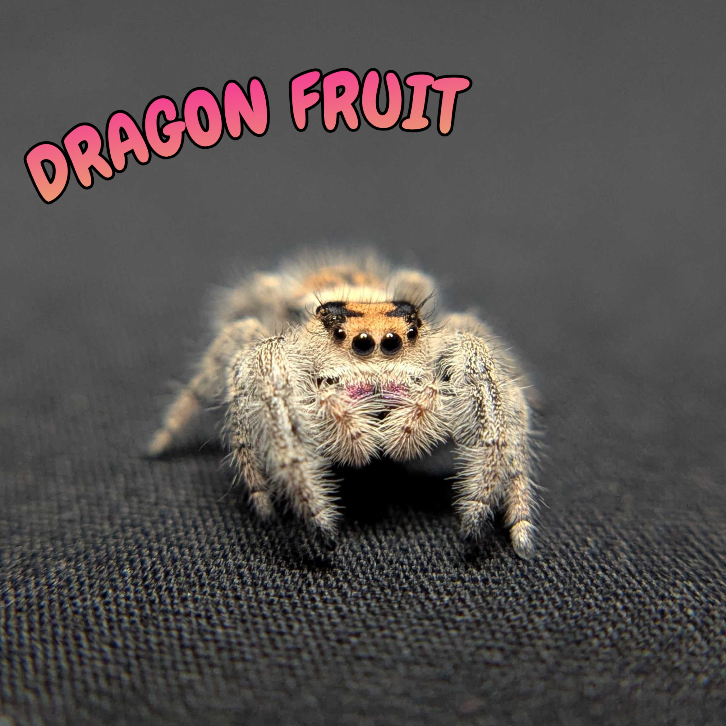 Regal Jumping Spider "Dragon Fruit"