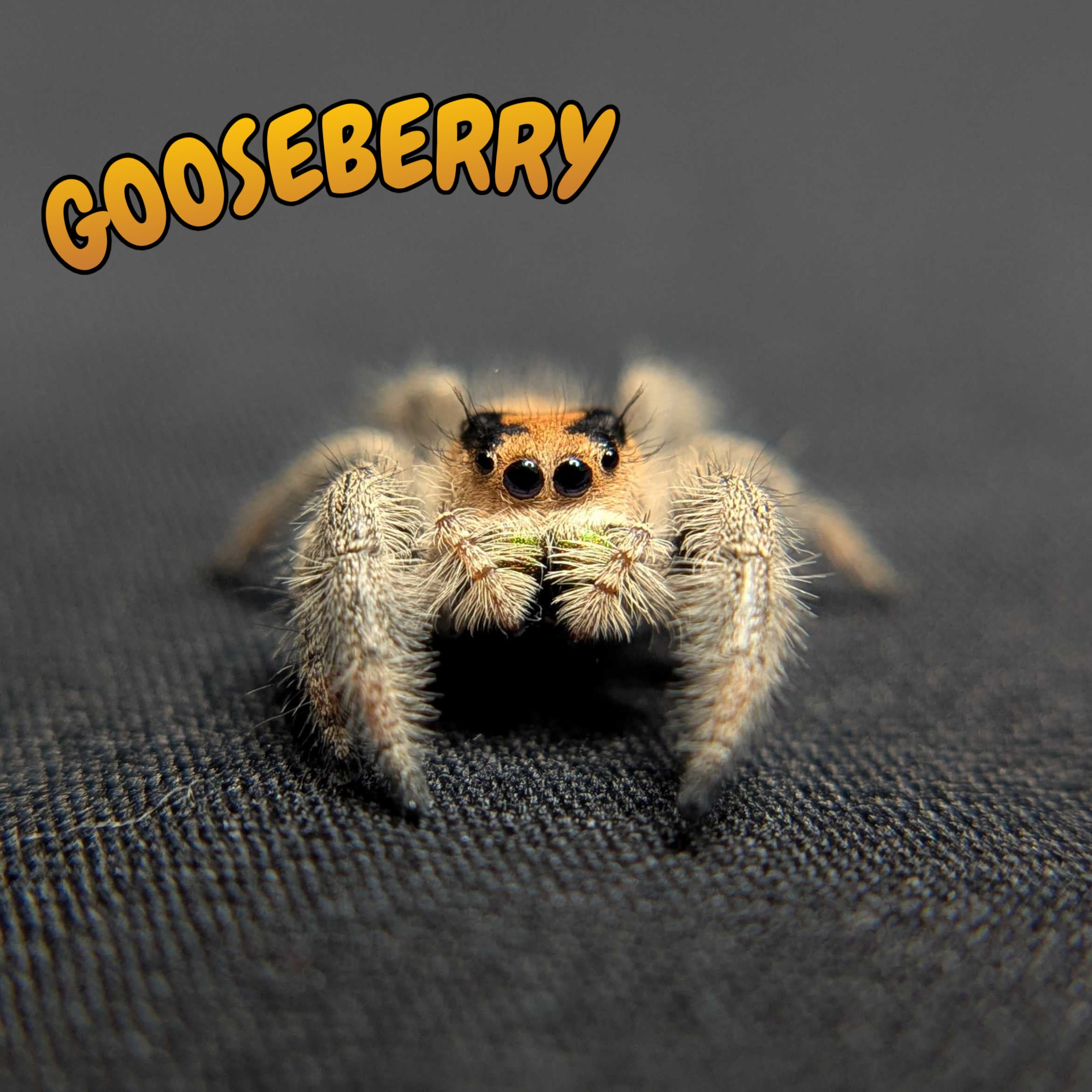 Regal Jumping Spider “Gooseberry”