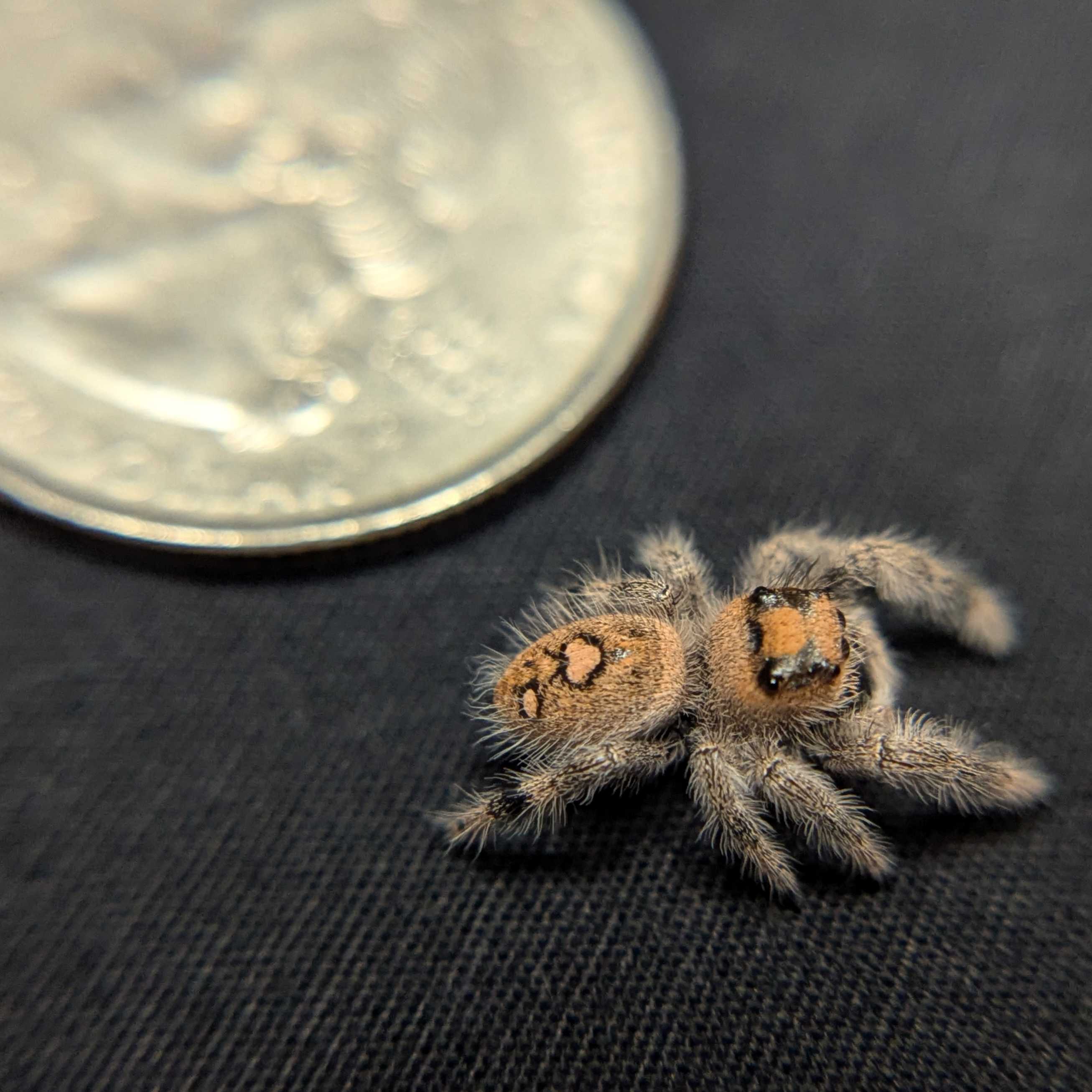 Regal Jumping Spider “Berry Biscuit”