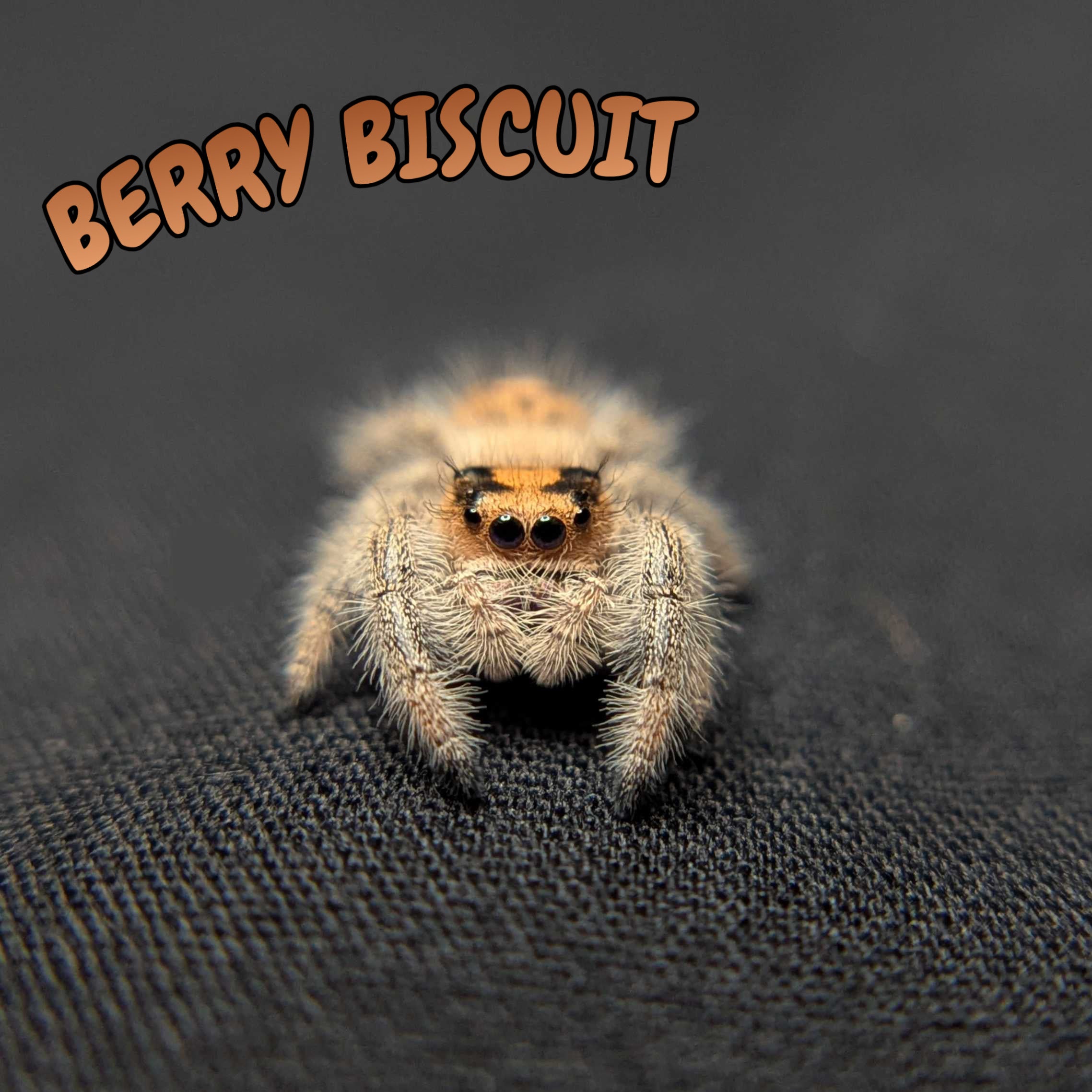 Regal Jumping Spider “Berry Biscuit”