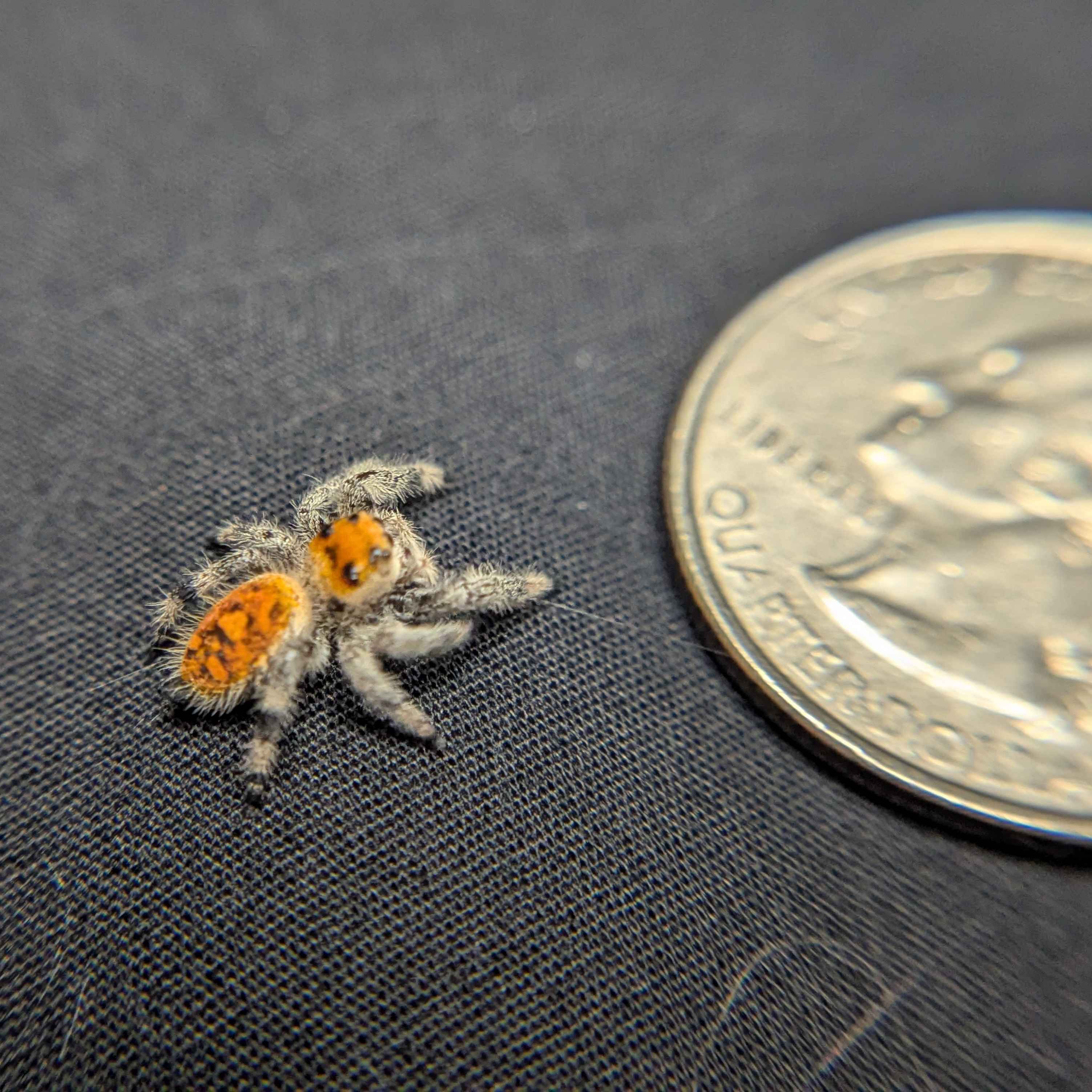 Regal Jumping Spider “Candied Yams”