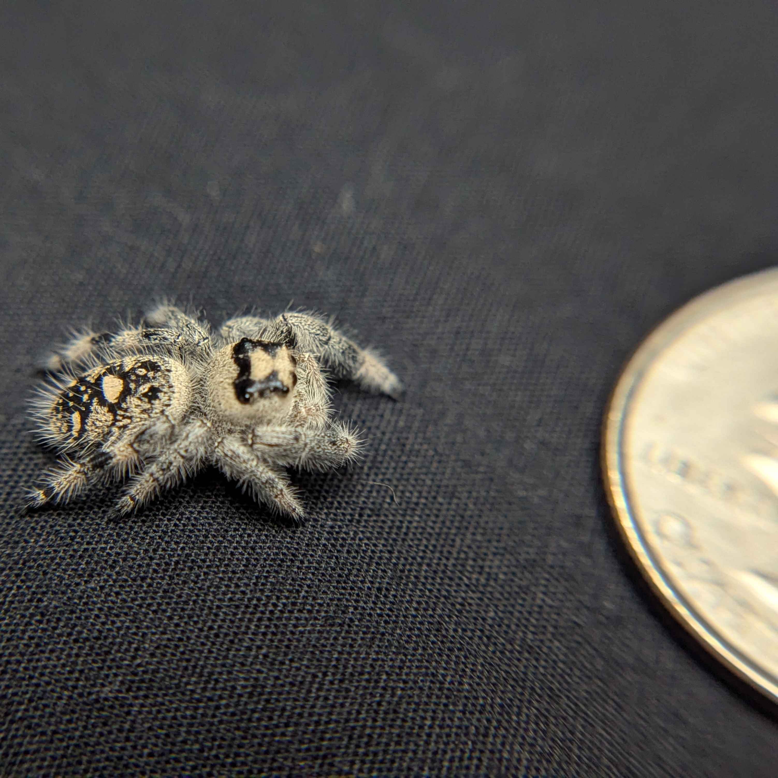 Regal Jumping Spider "Andromeda"