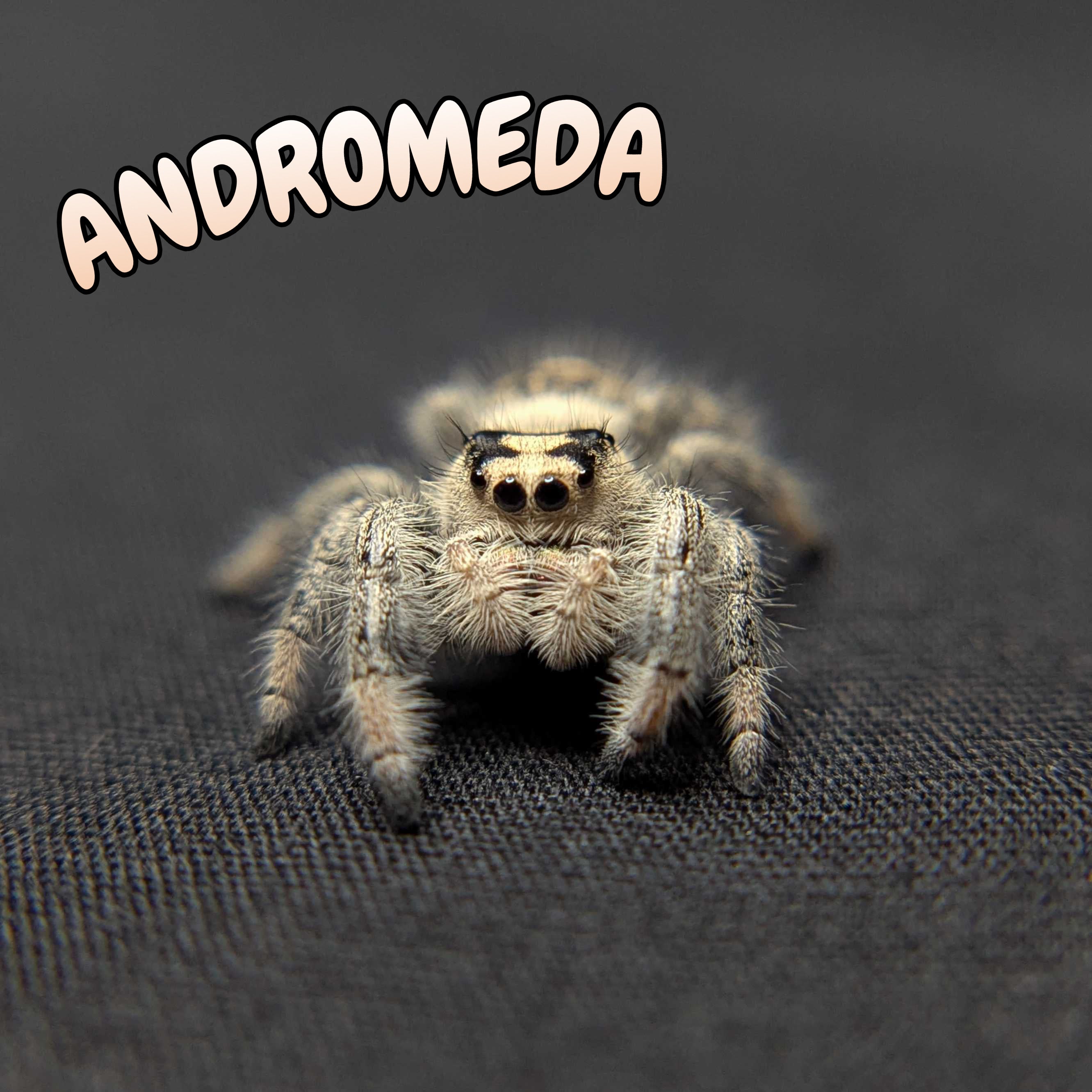Regal Jumping Spider "Andromeda"