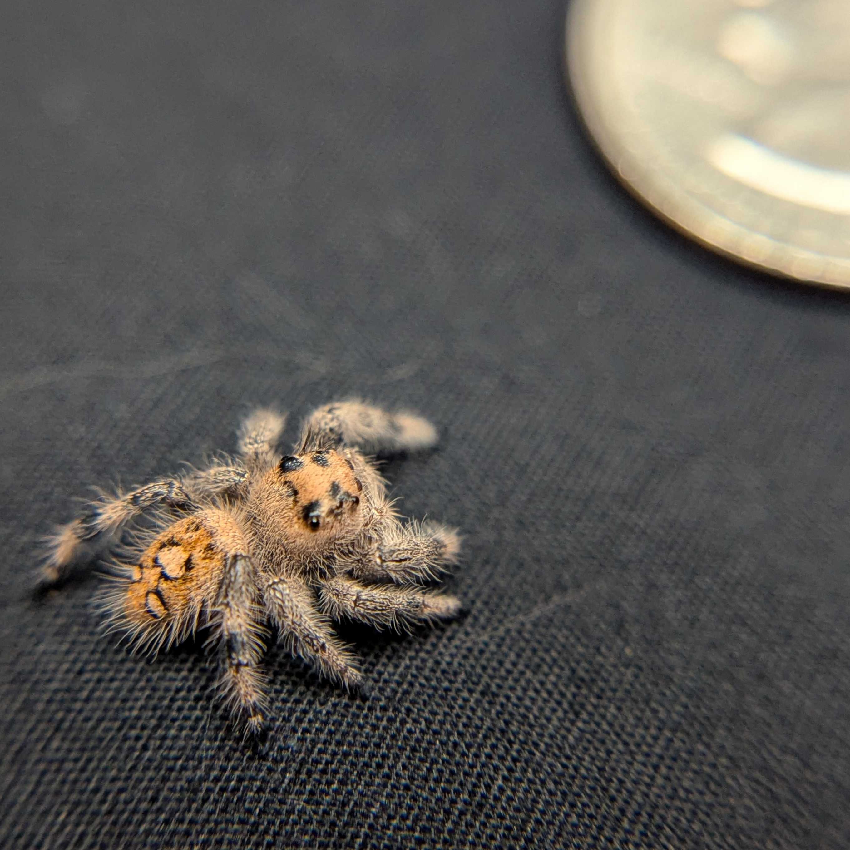 Regal Jumping Spider "Dreamcicle"