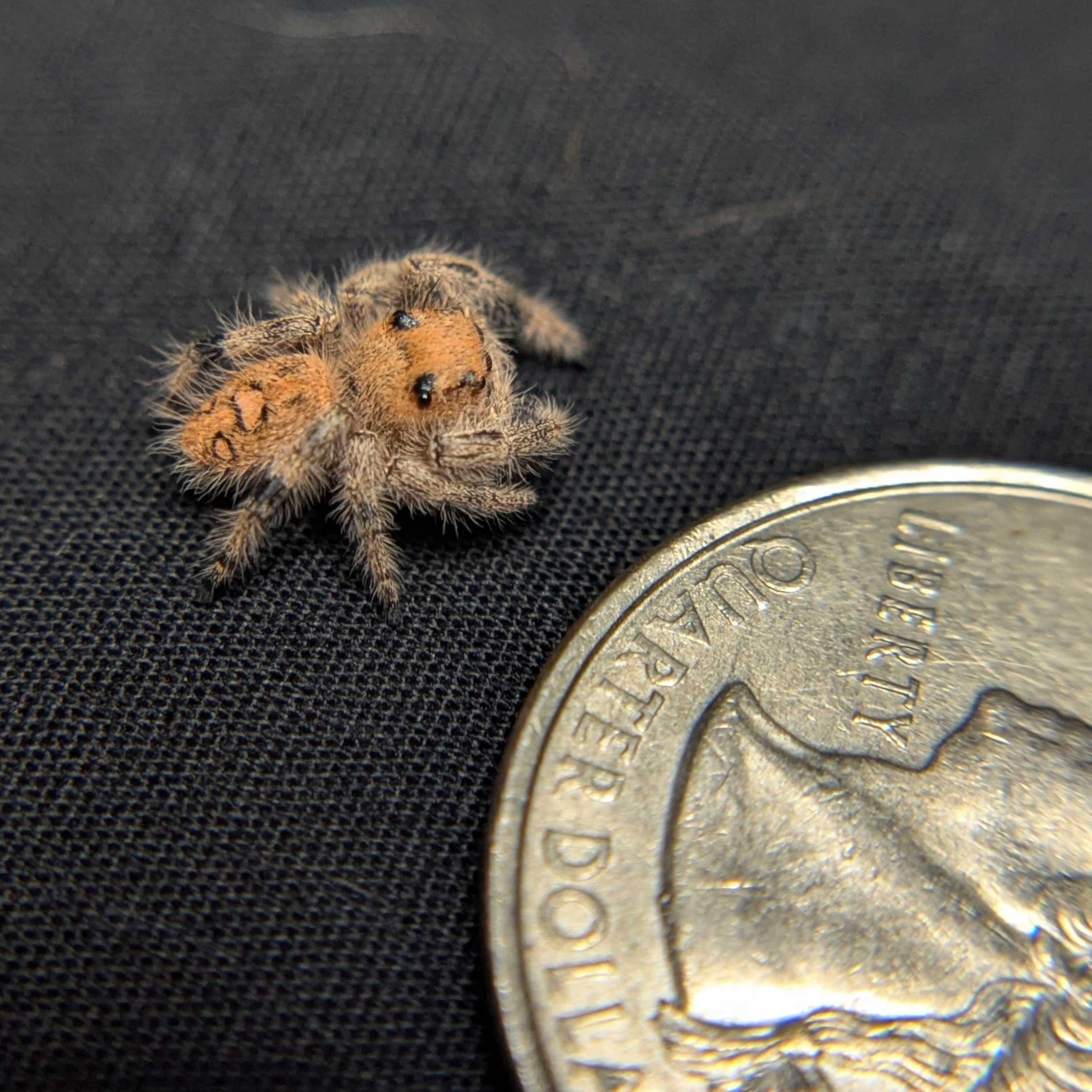 Regal Jumping Spider "Royal"