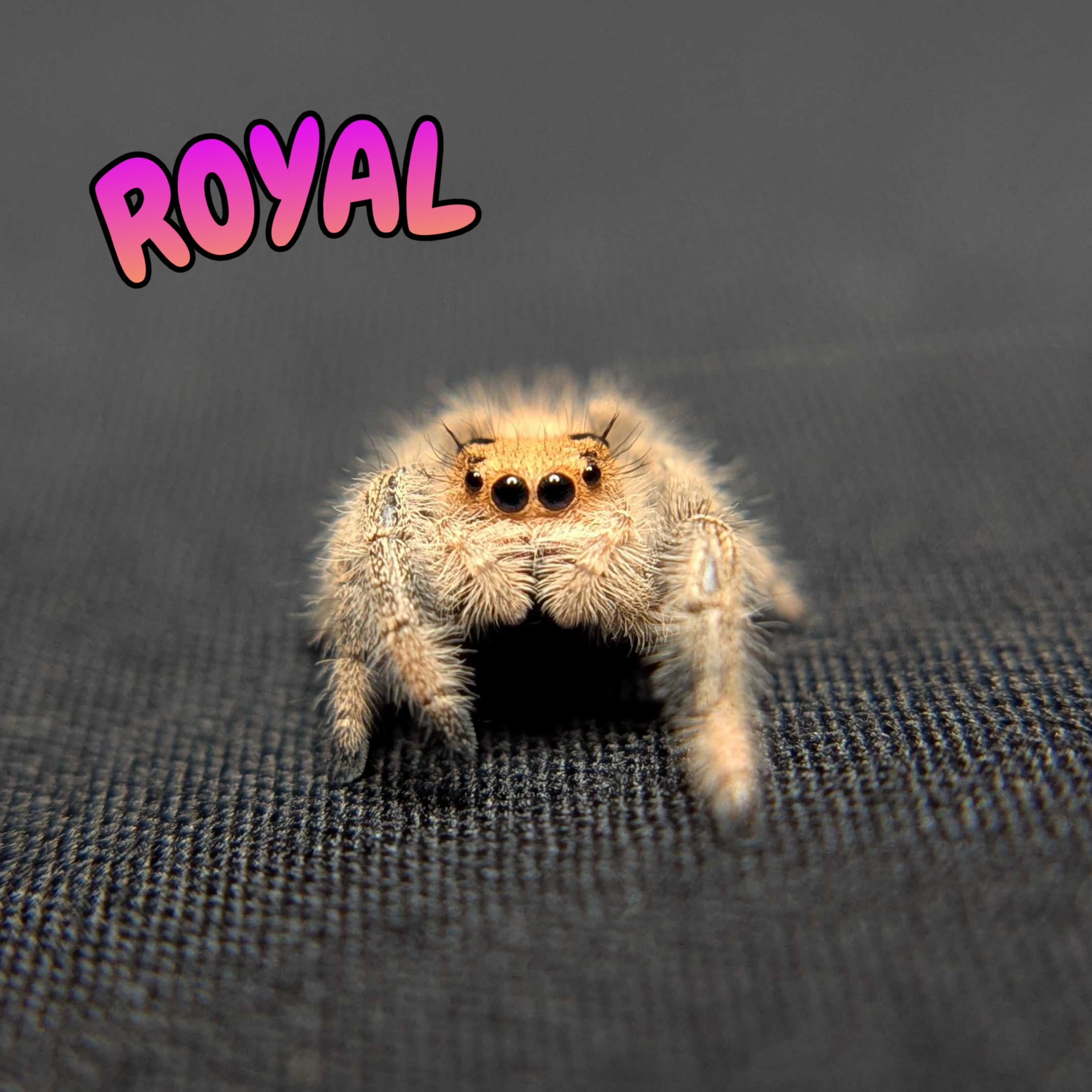 Regal Jumping Spider "Royal"