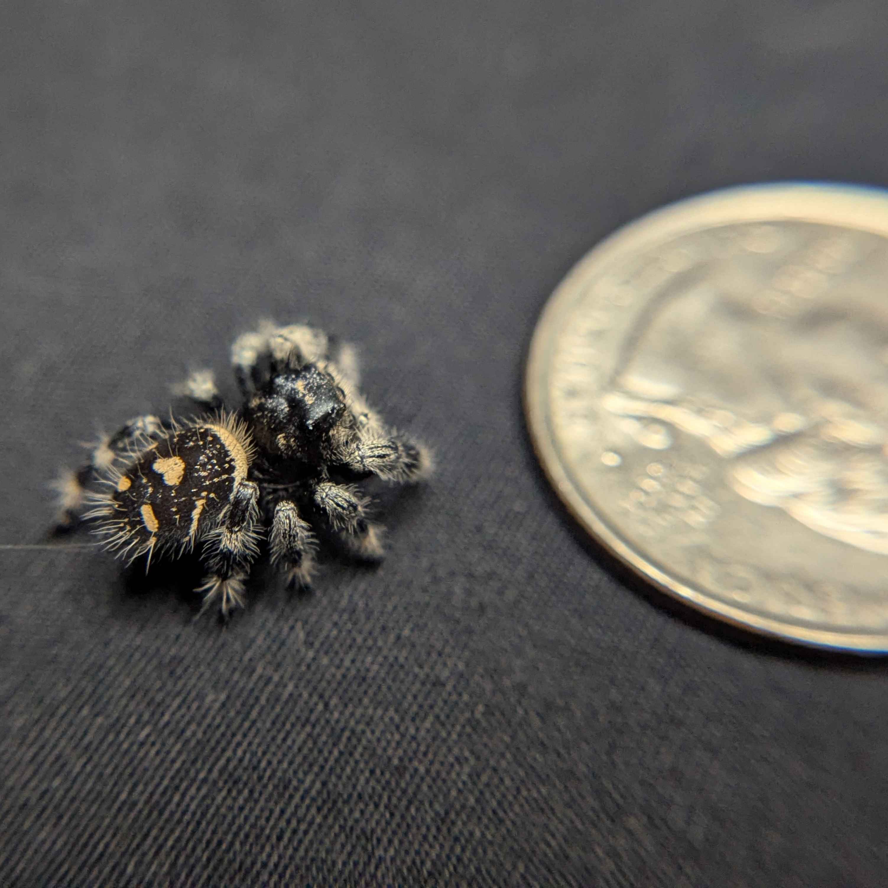 Regal Jumping Spider "Coven"