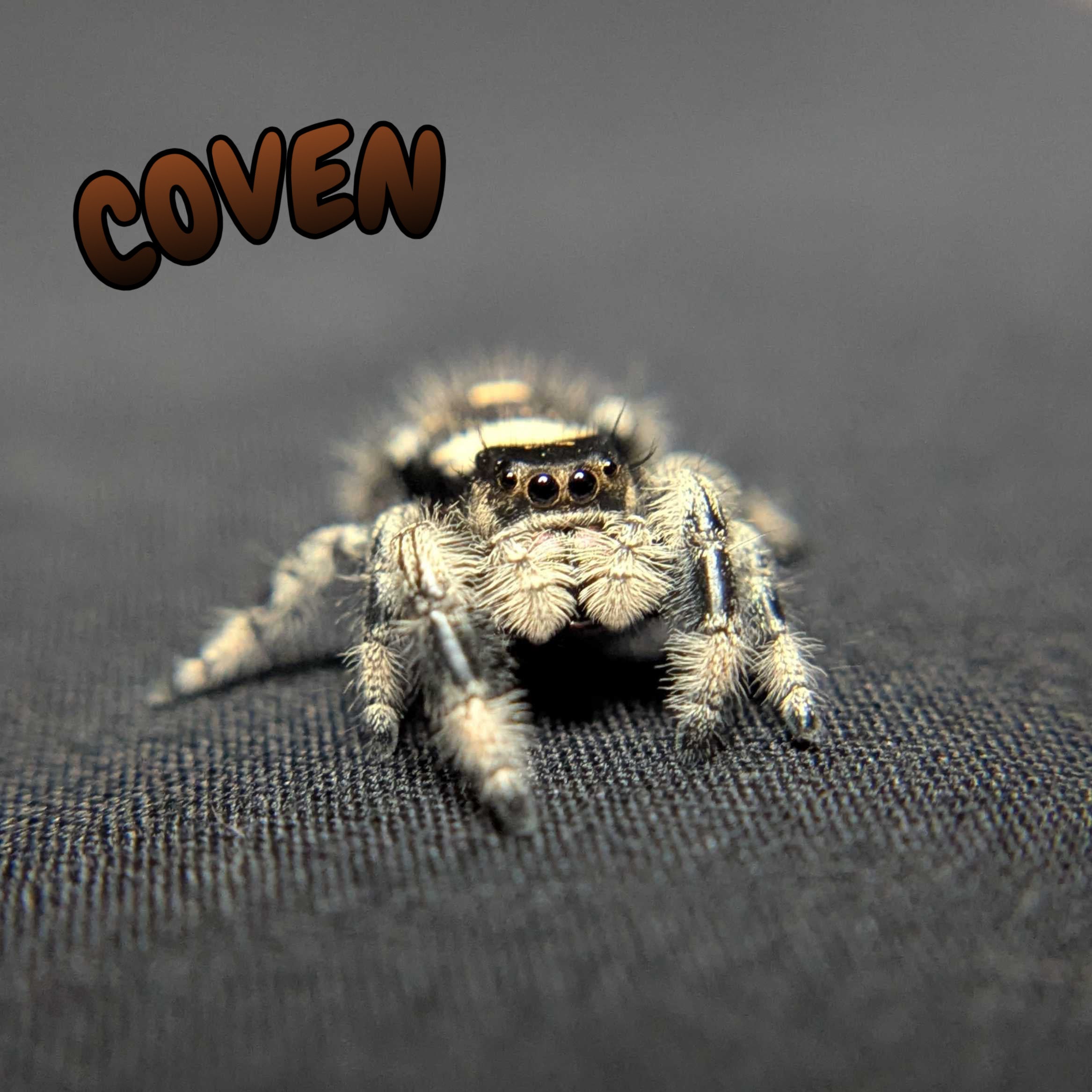 Regal Jumping Spider "Coven"