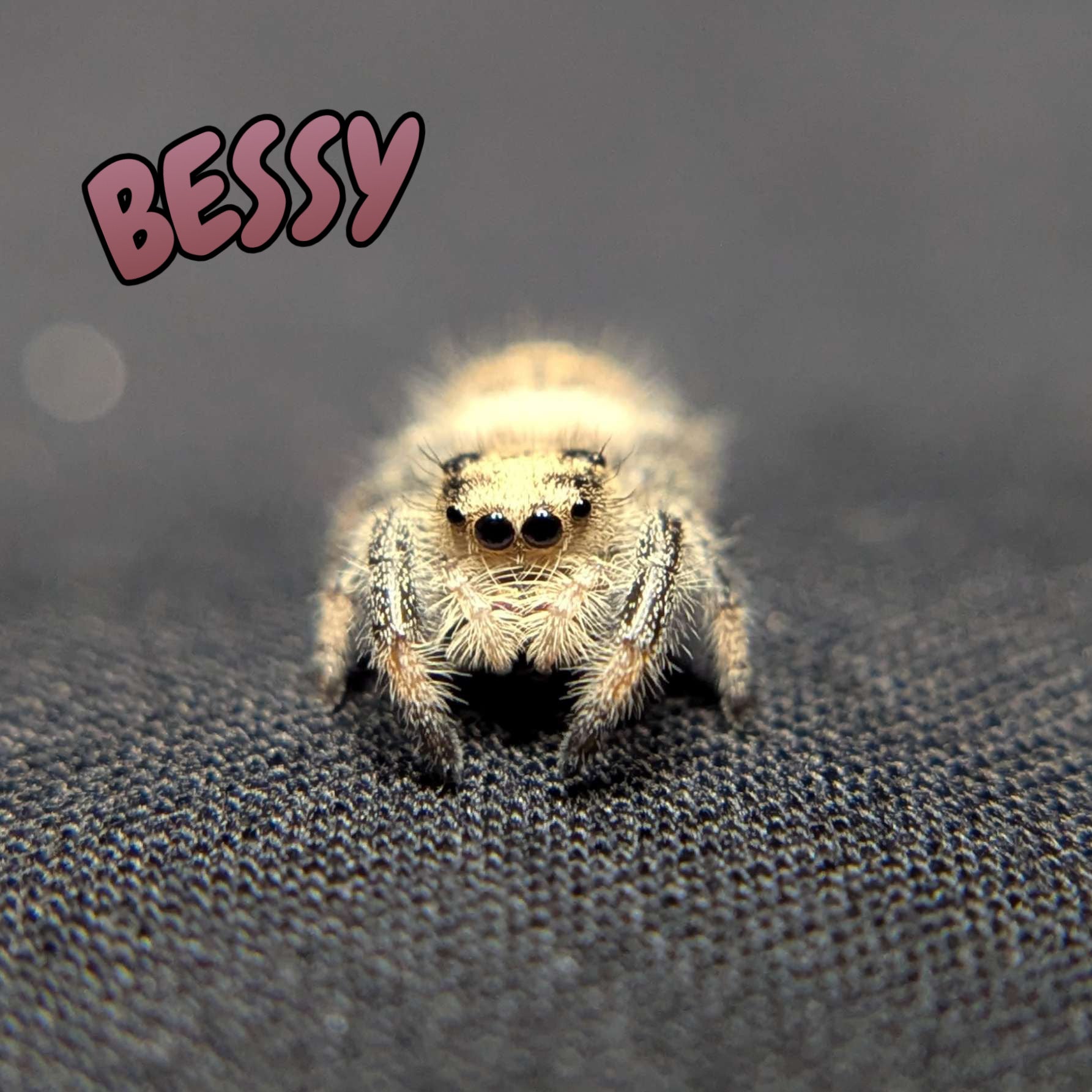 Regal Jumping Spider "Bessy"