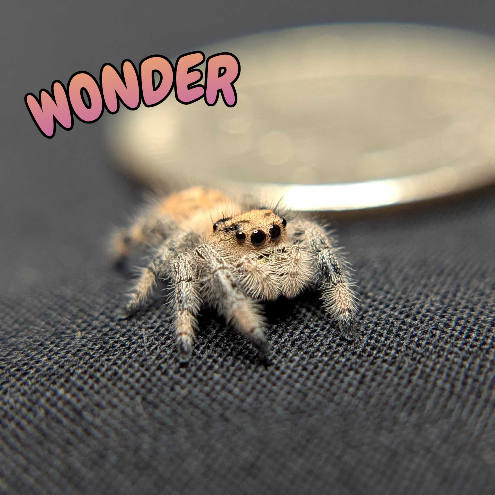Regal Jumping Spider "Wonder"