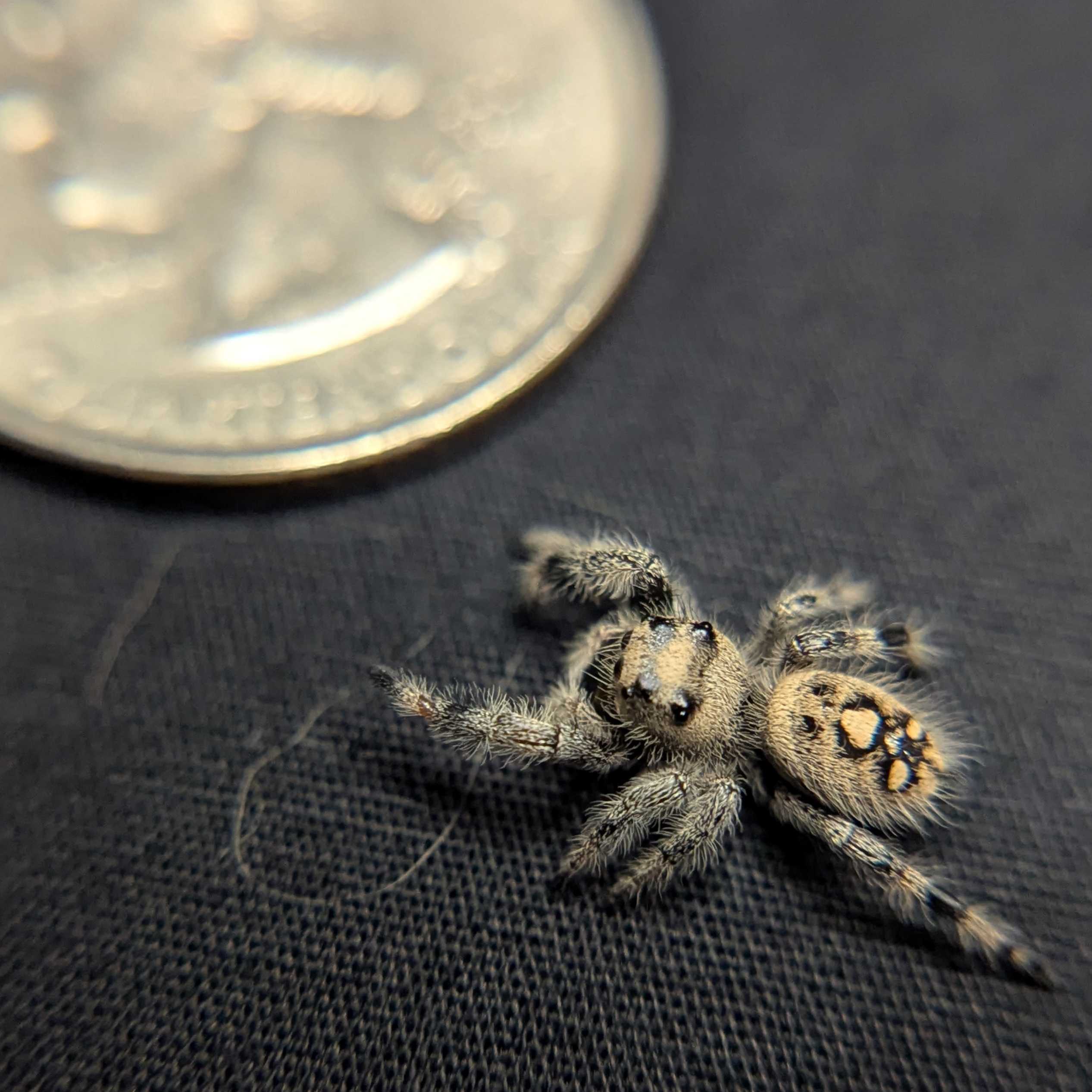 Regal Jumping Spider “Duskwillow”