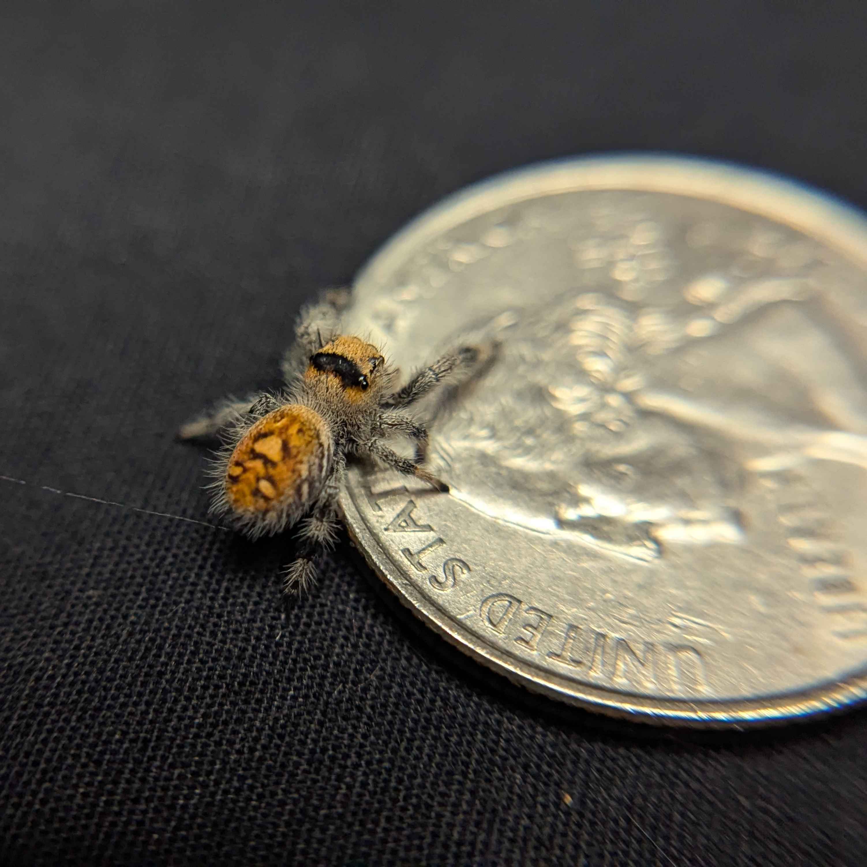 Regal Jumping Spider “Palmetto”