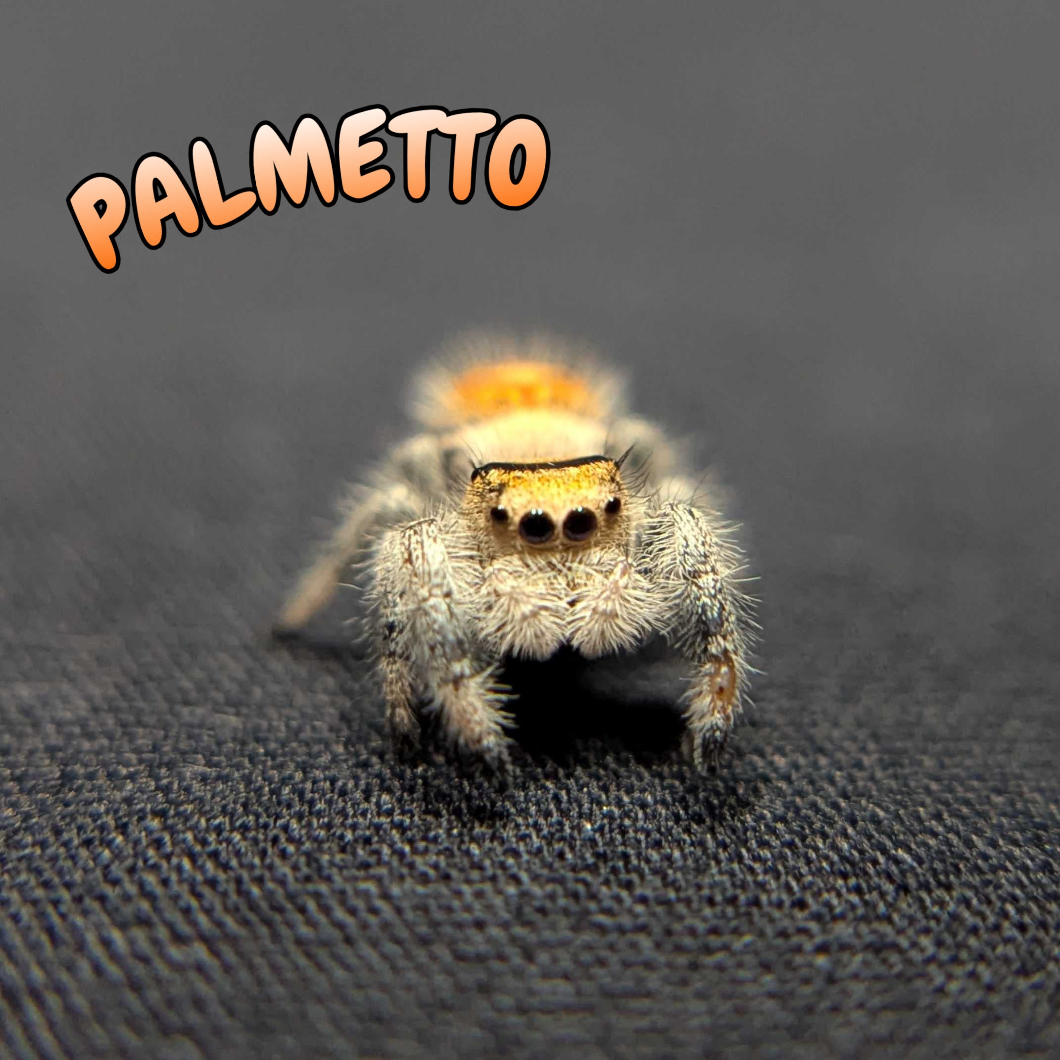Regal Jumping Spider “Palmetto”