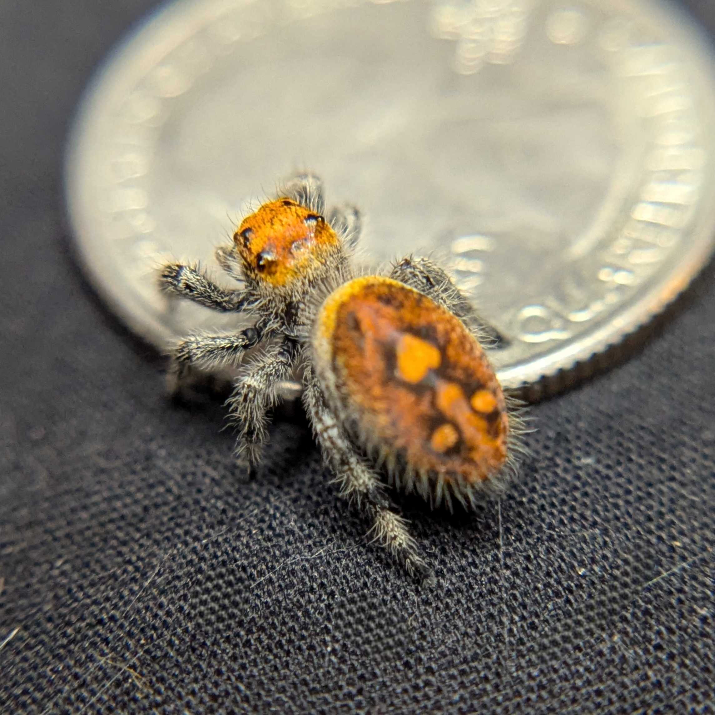 Regal Jumping Spider "Cheeto"