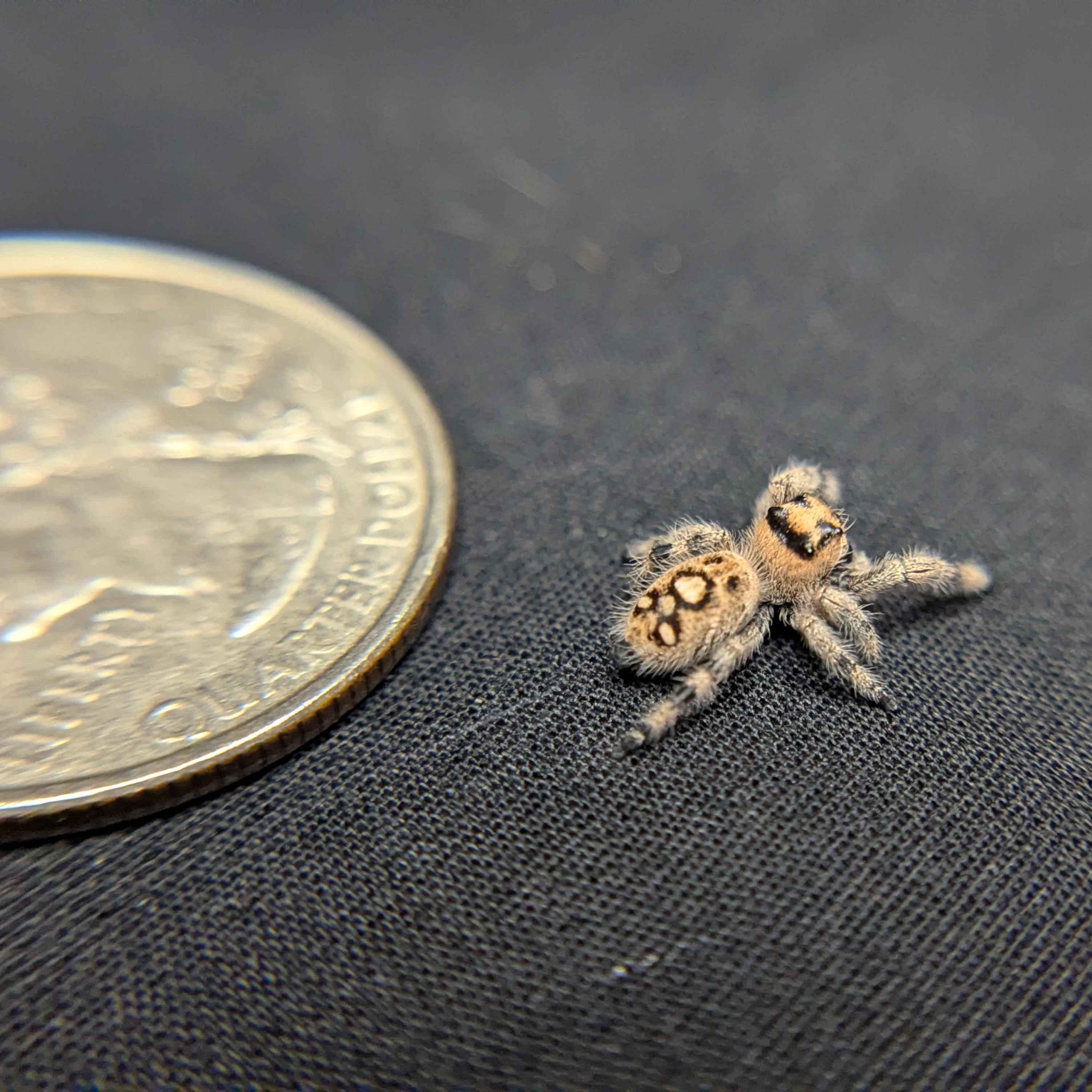 Regal Jumping Spider "Puff"