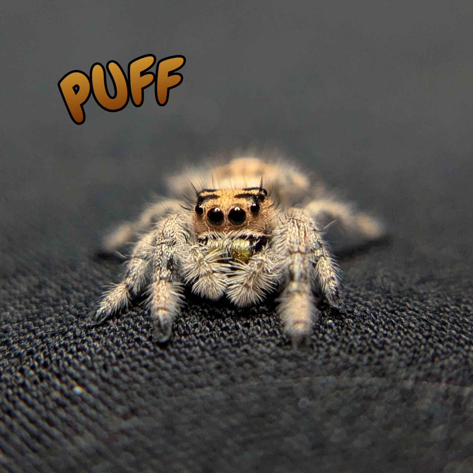 Regal Jumping Spider "Puff"