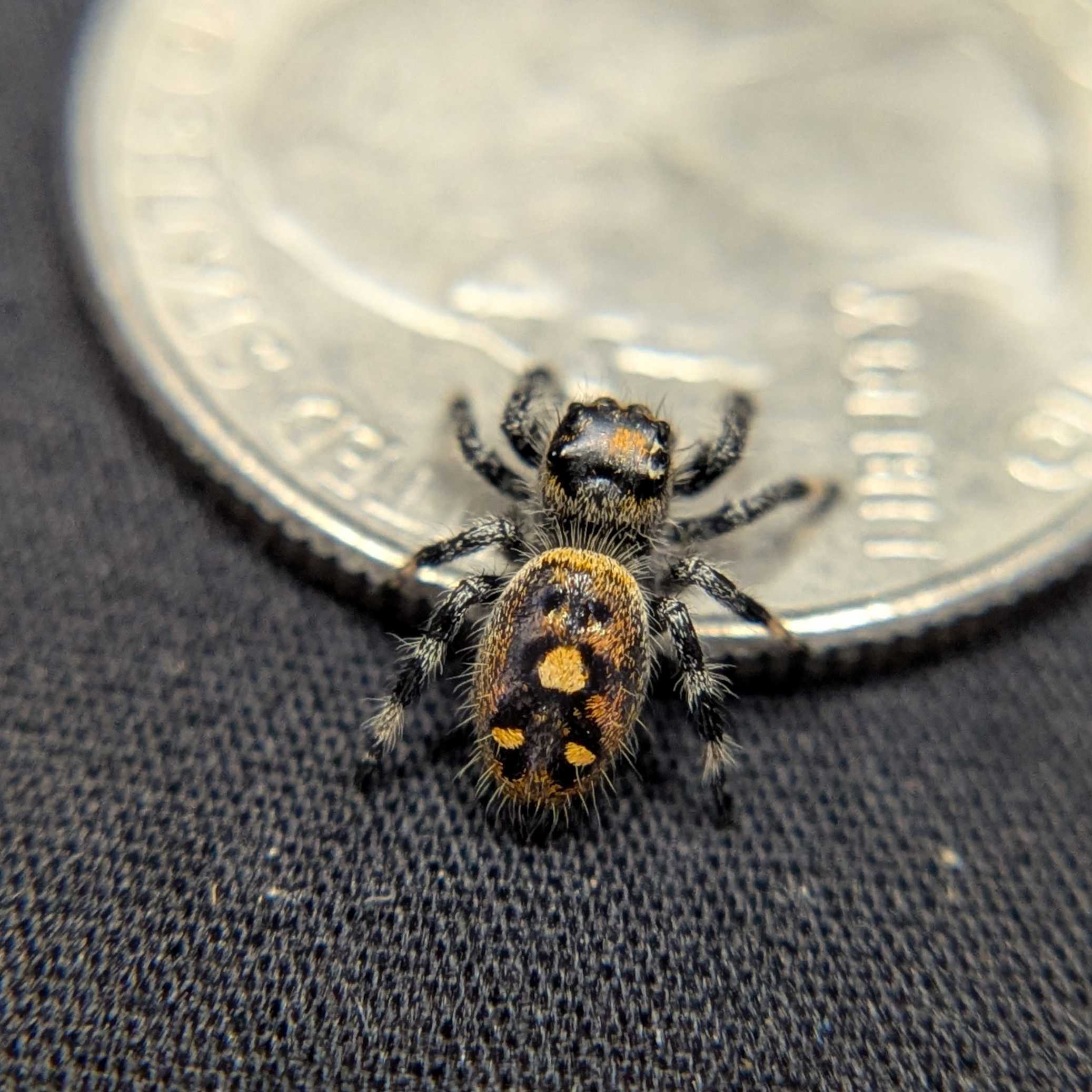 Regal Jumping Spider "Brownie"