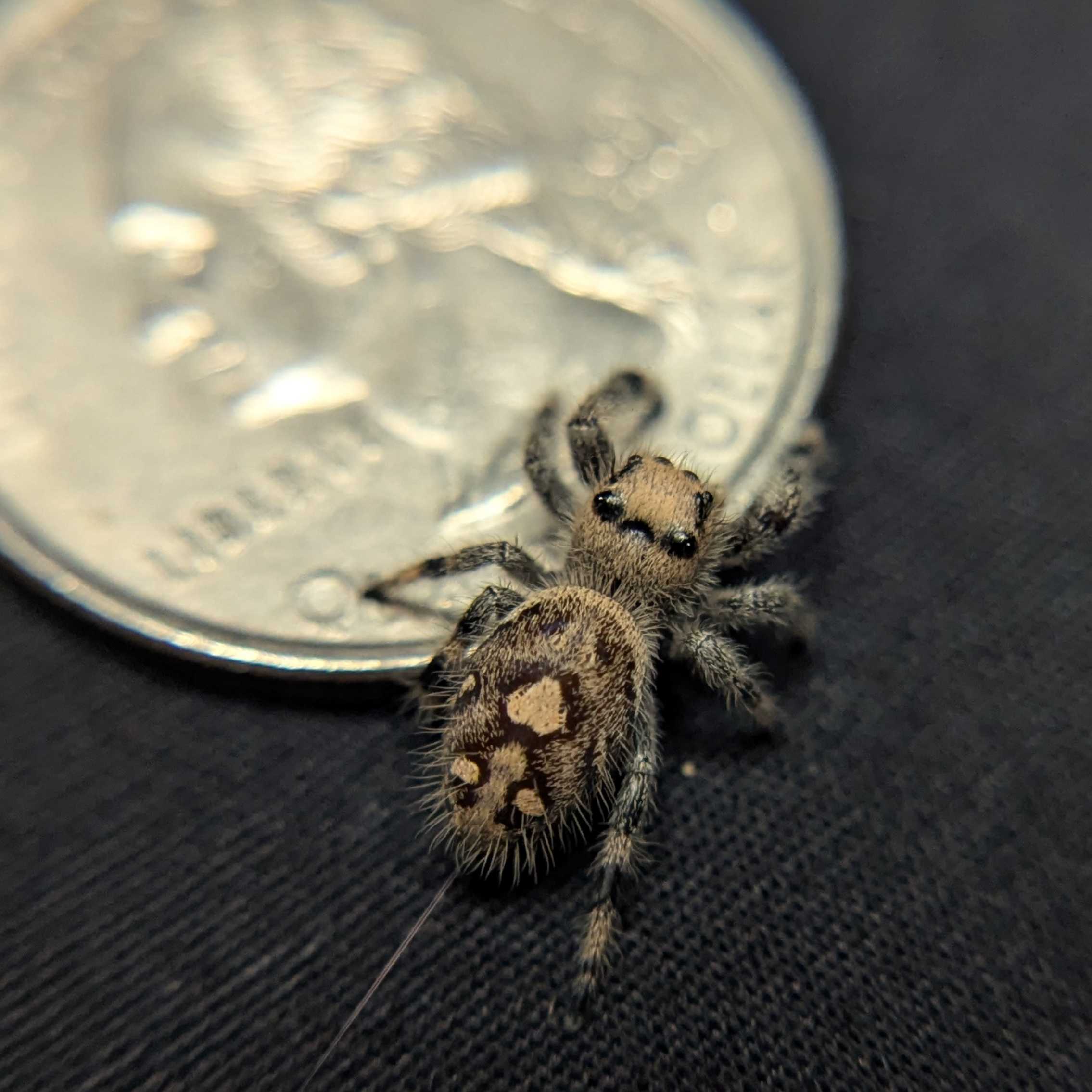 Regal Jumping Spider “Fruity Pebbles”