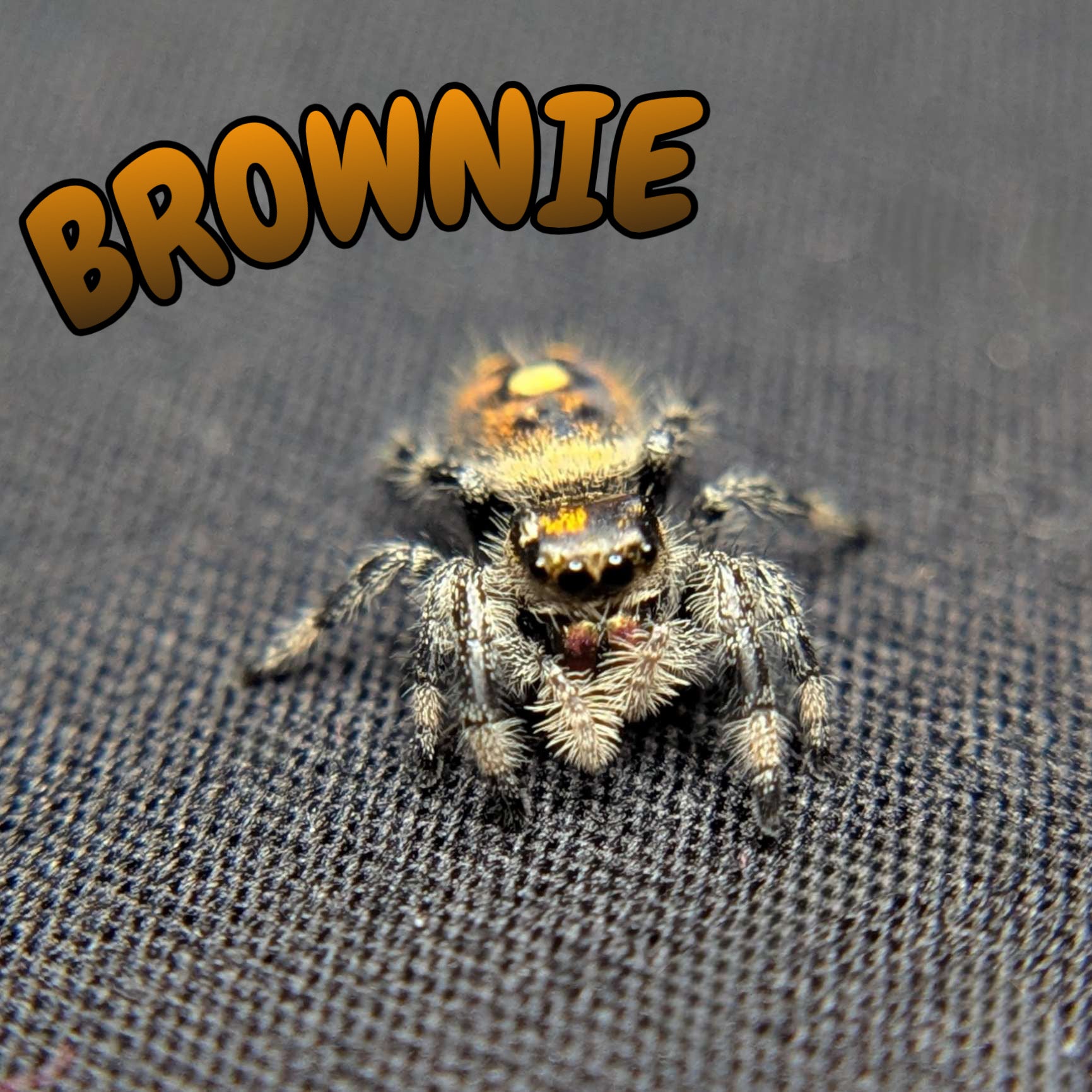 Regal Jumping Spider "Brownie"