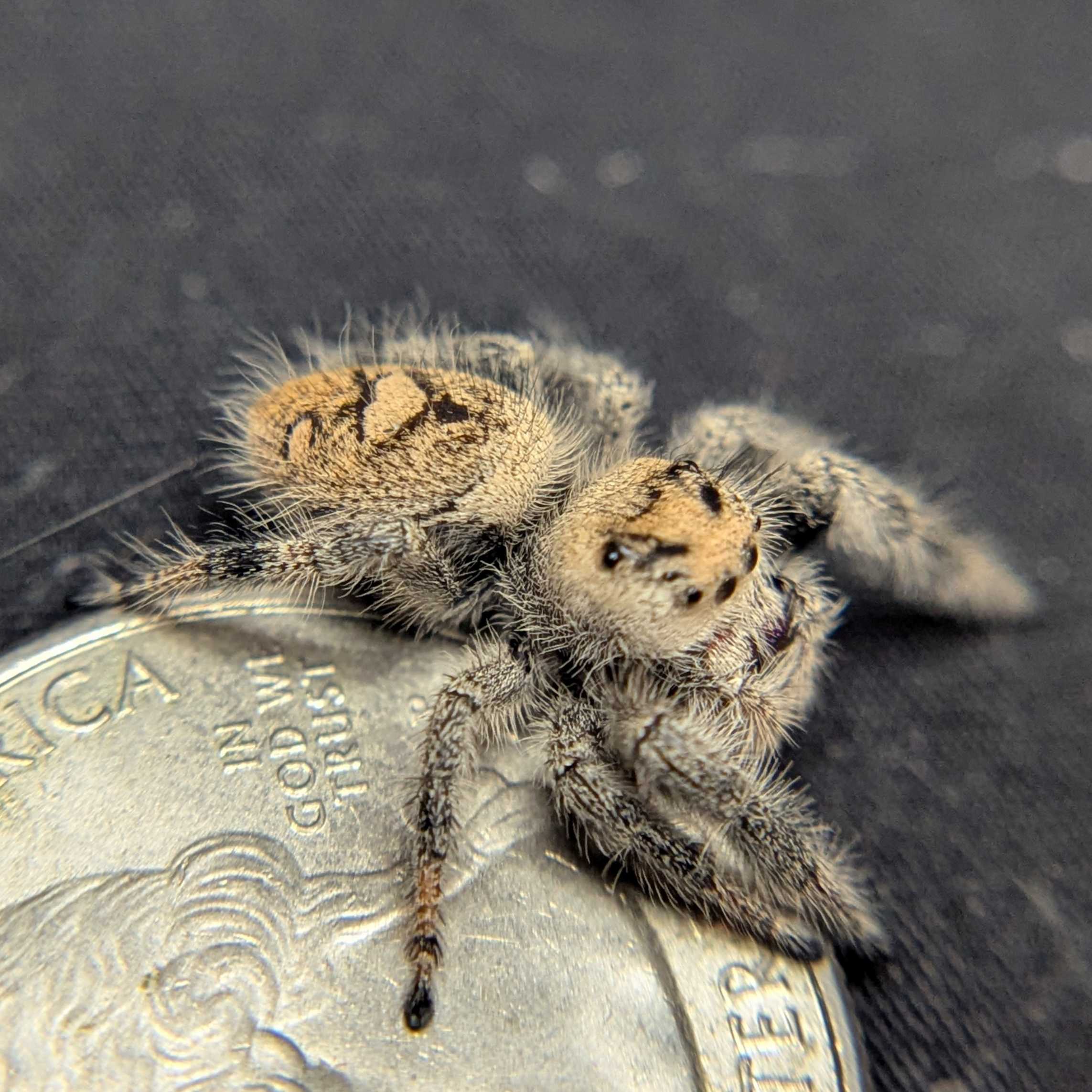 Regal Jumping Spider "Dancer"