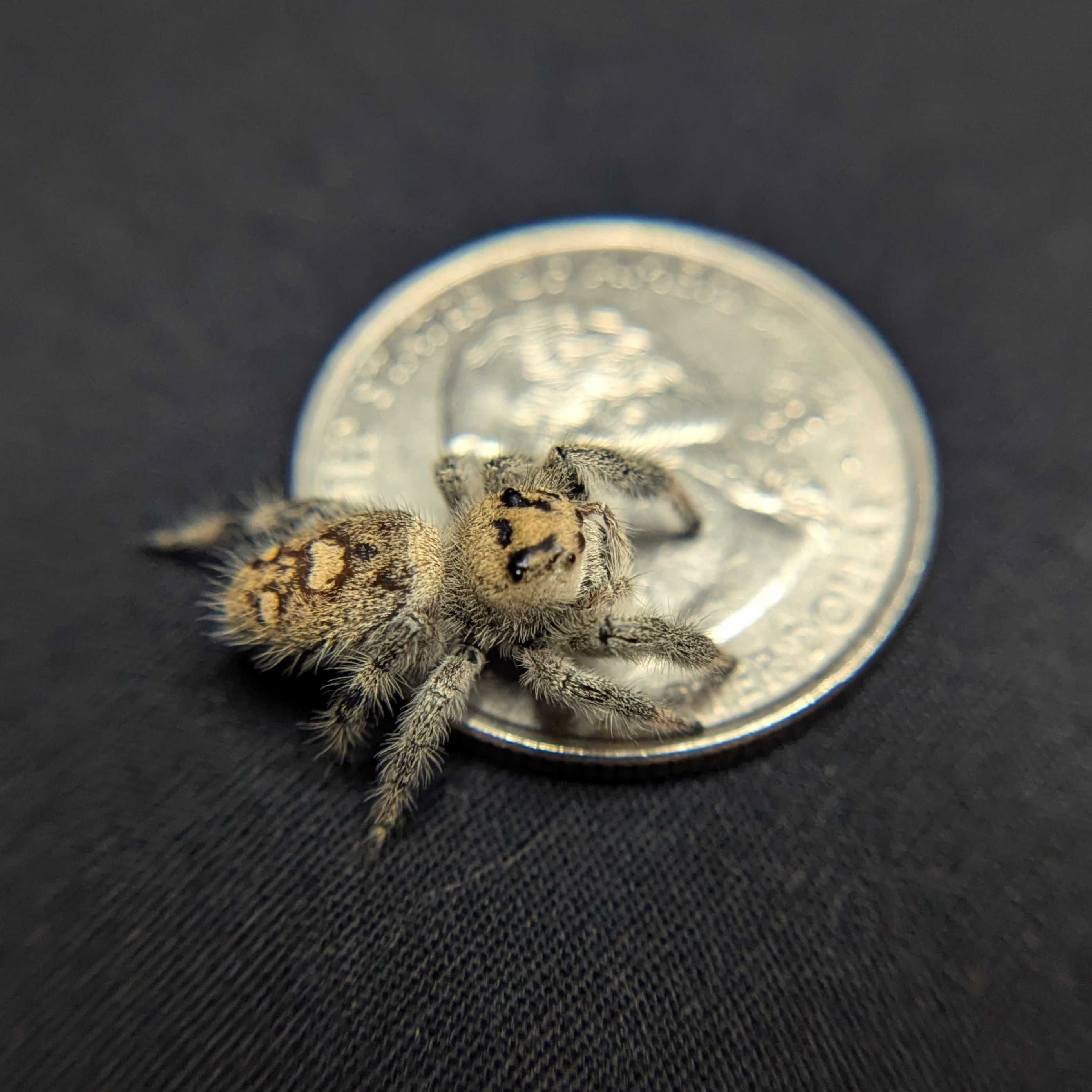 Regal Jumping Spider “Nova”