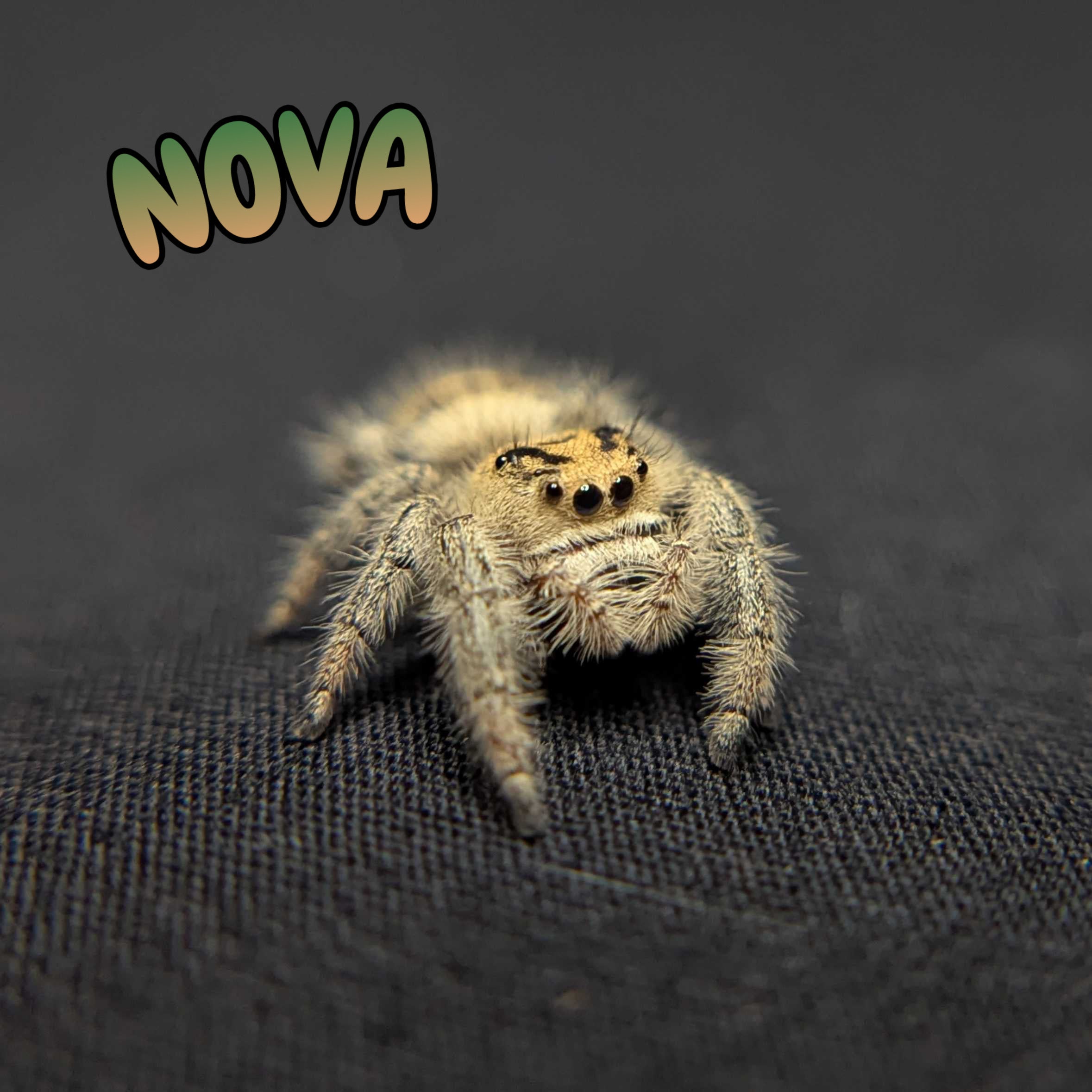 Regal Jumping Spider “Nova”