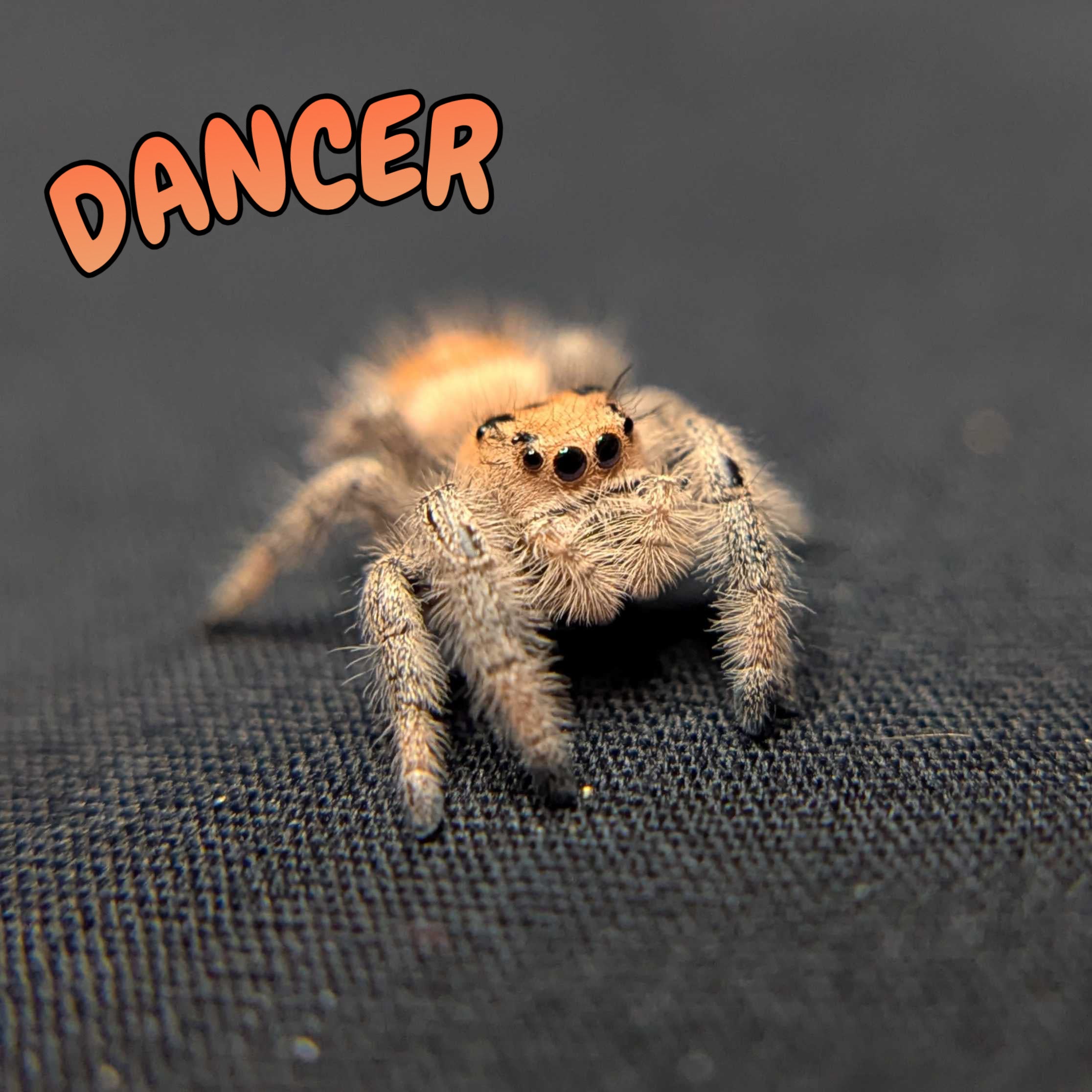 Regal Jumping Spider "Dancer"