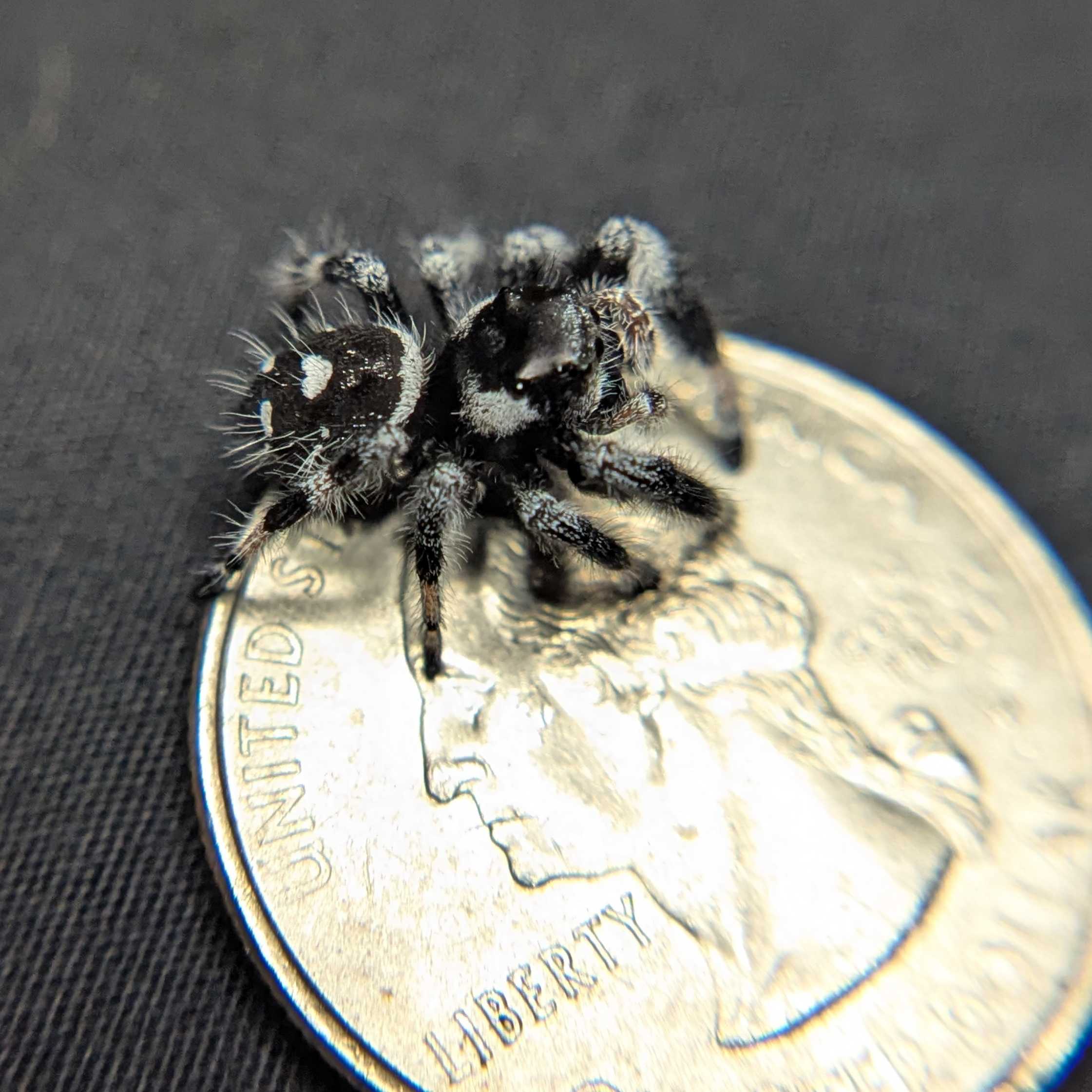 (Apalachicola Locale) Regal Jumping Spider “Glacier”