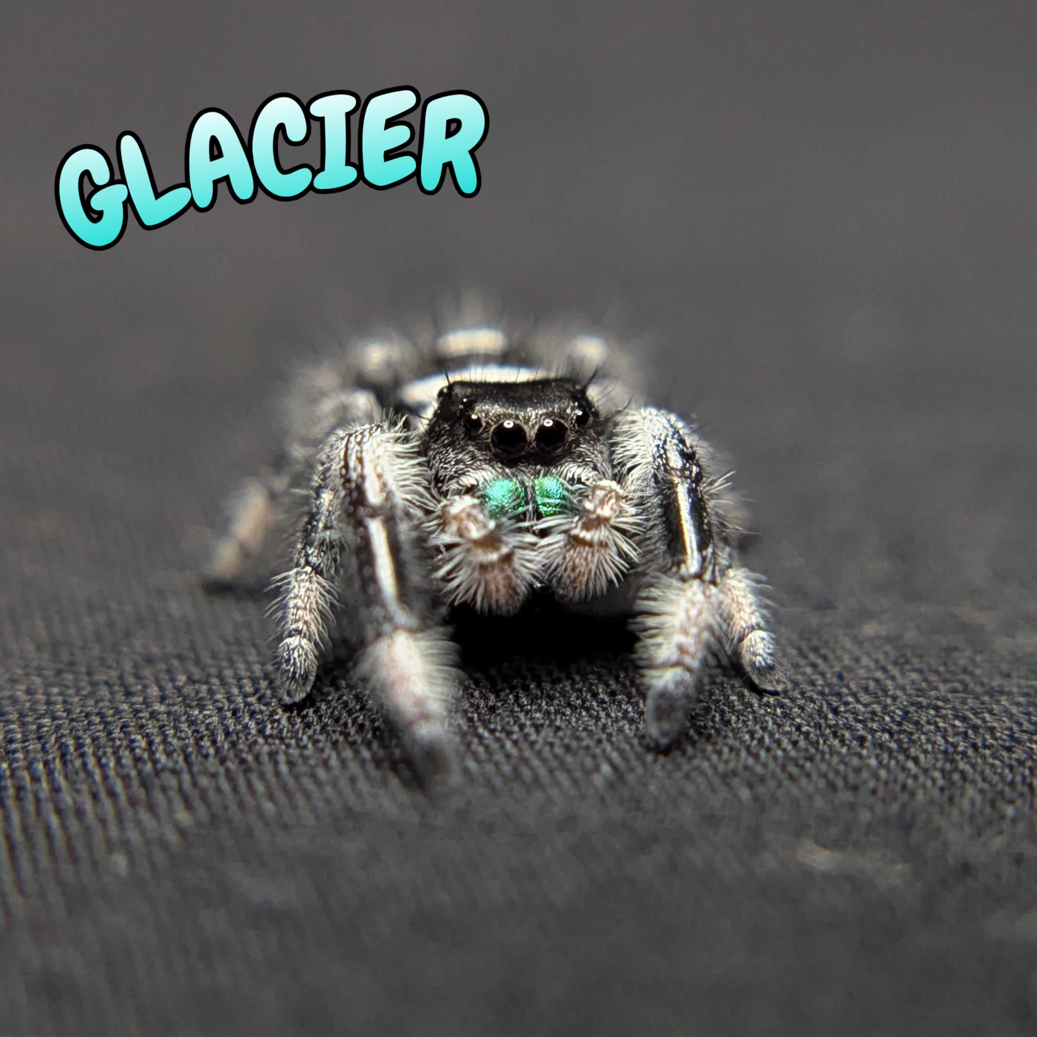 (Apalachicola Locale) Regal Jumping Spider “Glacier”
